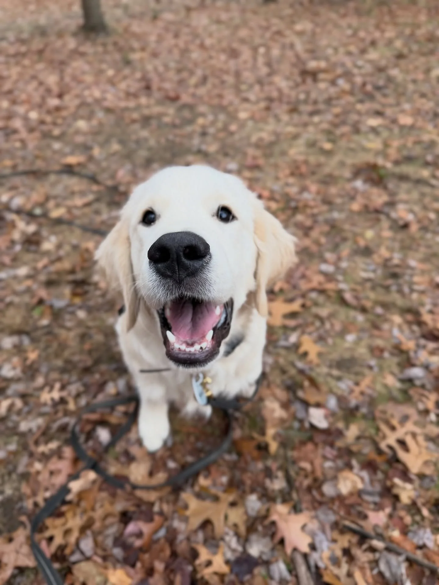 Tucker&rsquo;s first training session! He is such a well-balanced puppy &amp; his training journey off to a great start. ❤️
