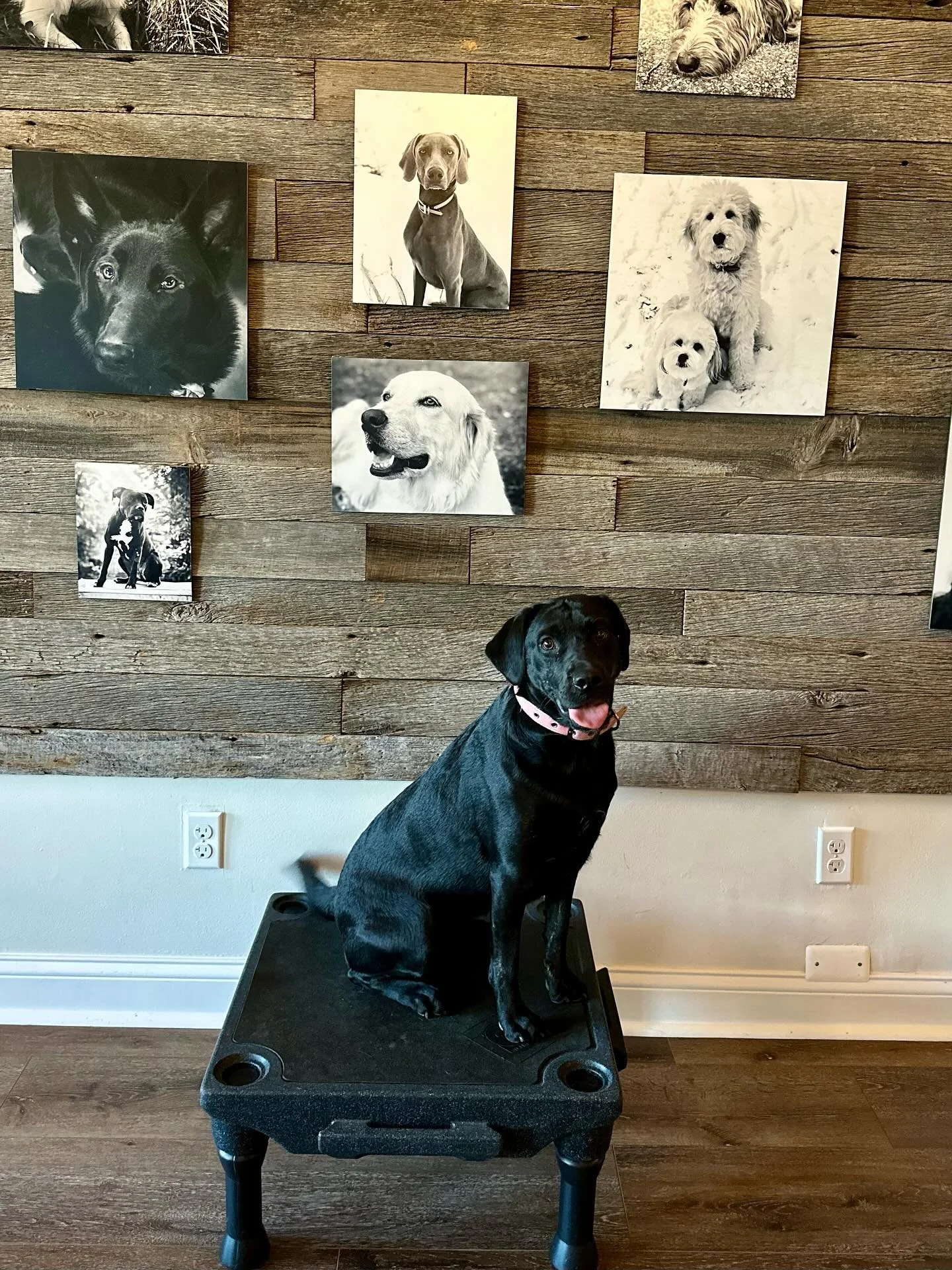 Congratulations Onyx and Hailey!! You completed Beginner Series with flying colors!Job well done👏🏻👏🏻Onyx was a rescue dog with trauma, well we are healing that through clarity, consistency and structure!  Next we go on to Intermediate and day tra