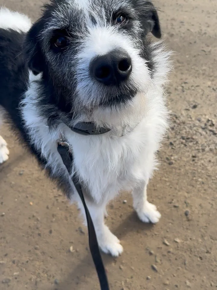 Kenzo had a great loose leash walking session today!  Progress looks good on you boy!