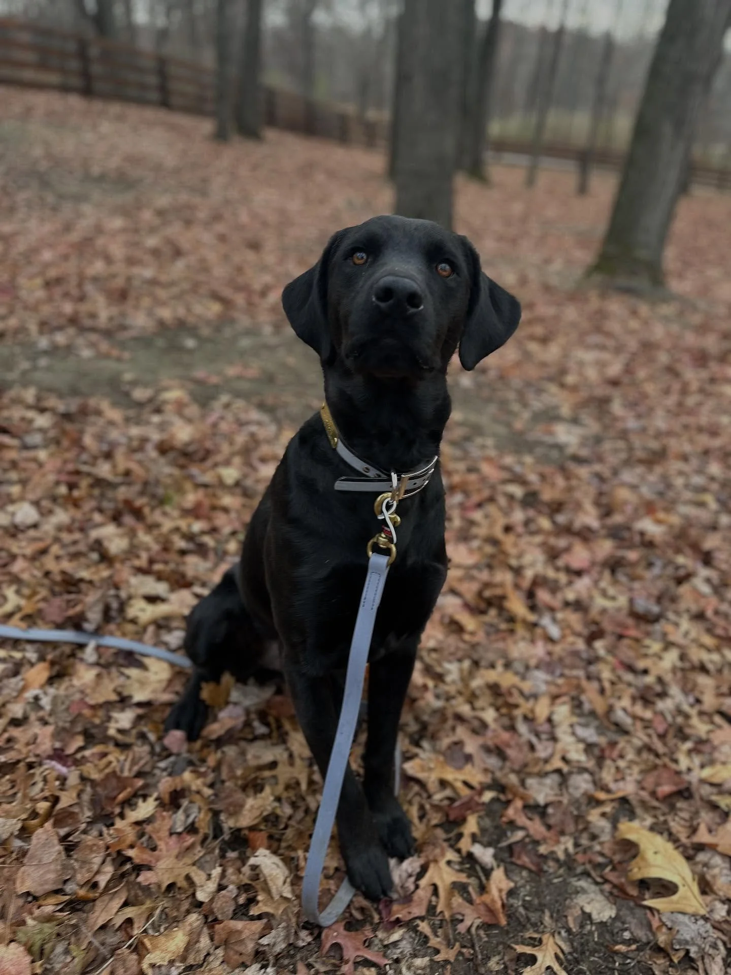 Welcome Jett to SDO!  He is here and settling in beautifully to his new training  grounds!