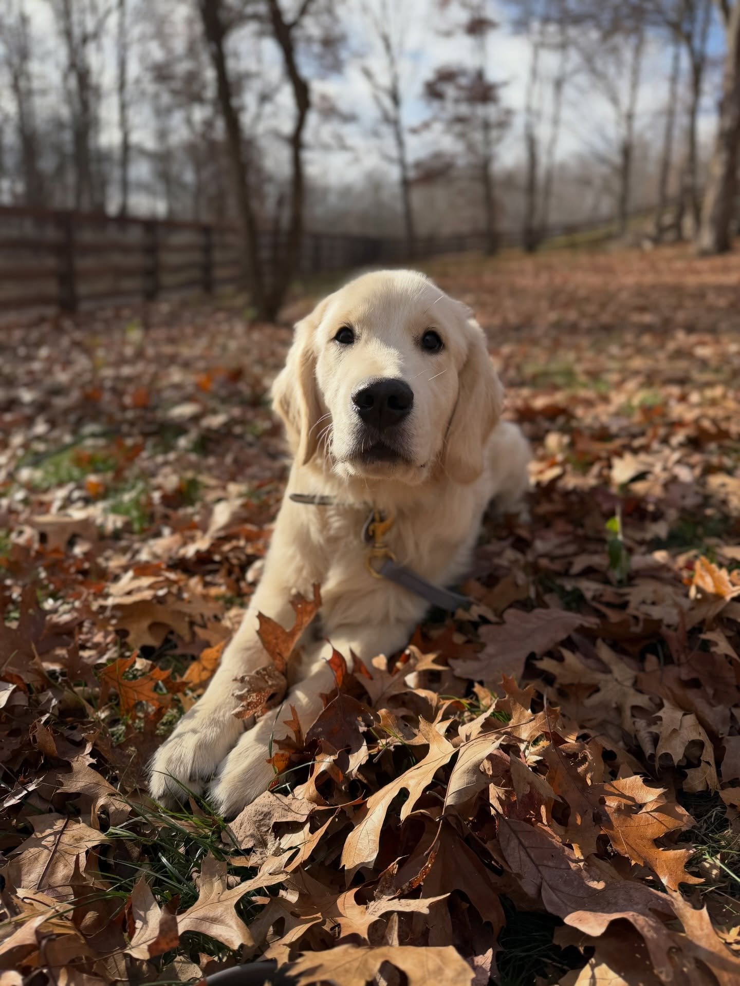 Handsome man Tucker is doing great!! He&rsquo;s eager to learn, a blast to work with, &amp; is a well-rounded good boy. We can&rsquo;t get enough of his puppy love! ❤️