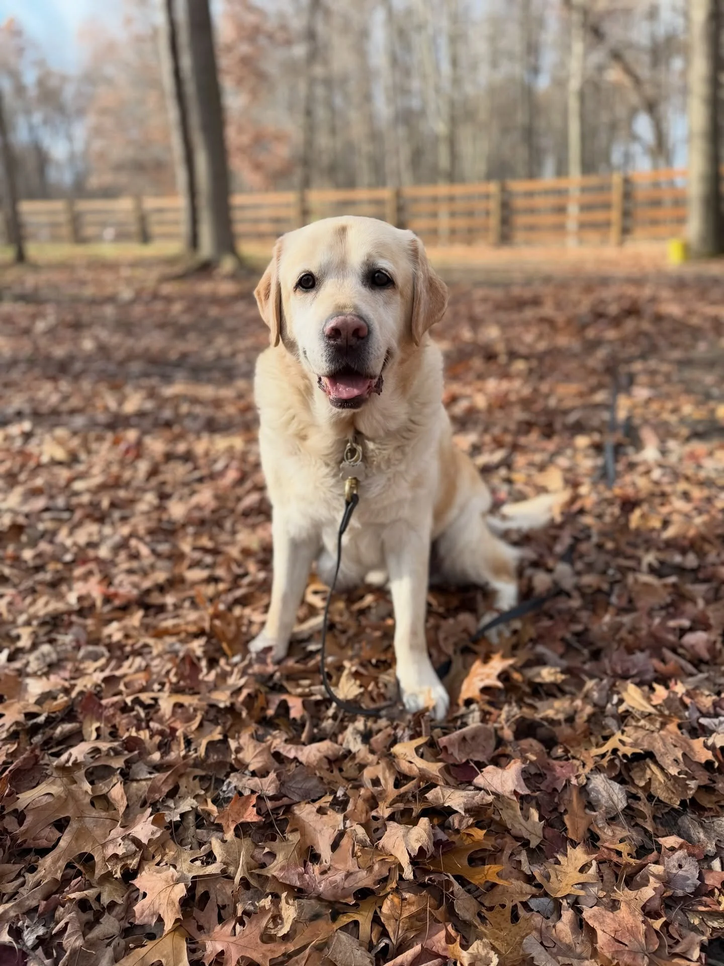 After 8 years of being an SDO alumni, Cooper is back for some boarding! How lucky are we to be able to spend time with you, &amp; we&rsquo;ll be even luckier next year when your baby brother joins the SDO pack! ❤️
