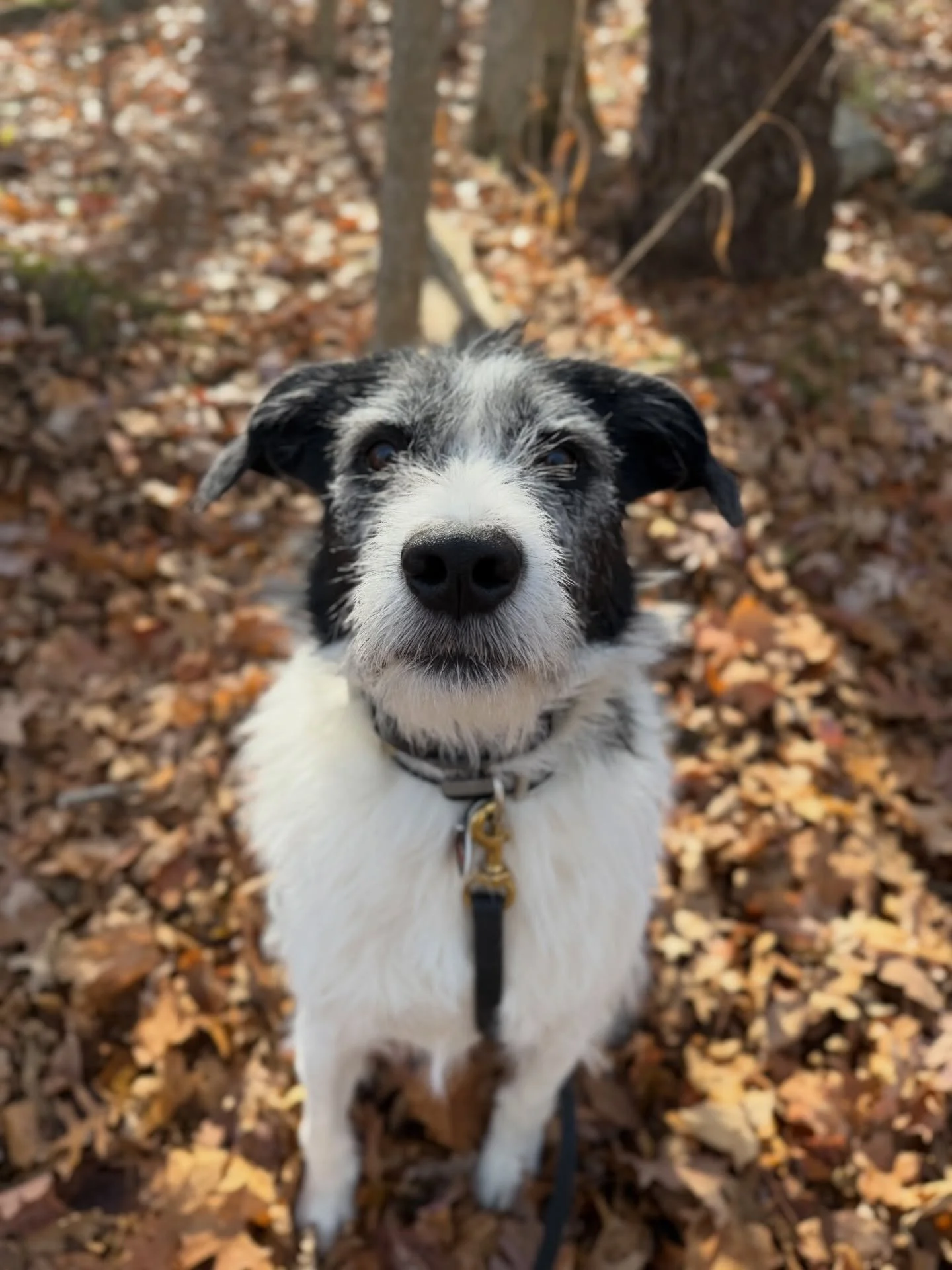 As it turns out, Kenzo is a loose-leash walking pro! He takes the title of &ldquo;Smart Dog&rdquo; to a whole new level. We&rsquo;re so proud of you! 🐾❤️