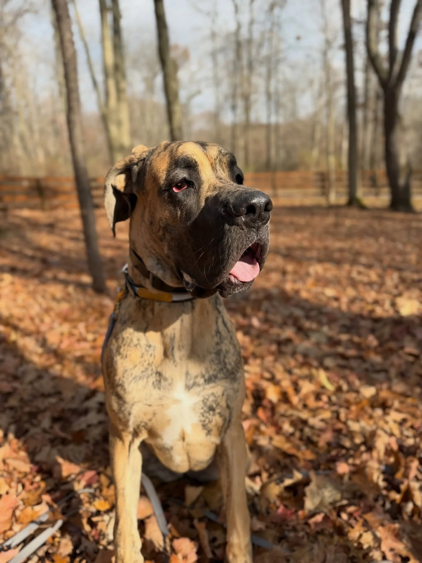 Big mama is on a roll!! Not only does Gypsy have beauty, but she has the brain too! Her recall is solidifying &amp; she&rsquo;s quick to take her positions, next step is loose-leash walking! 🐾