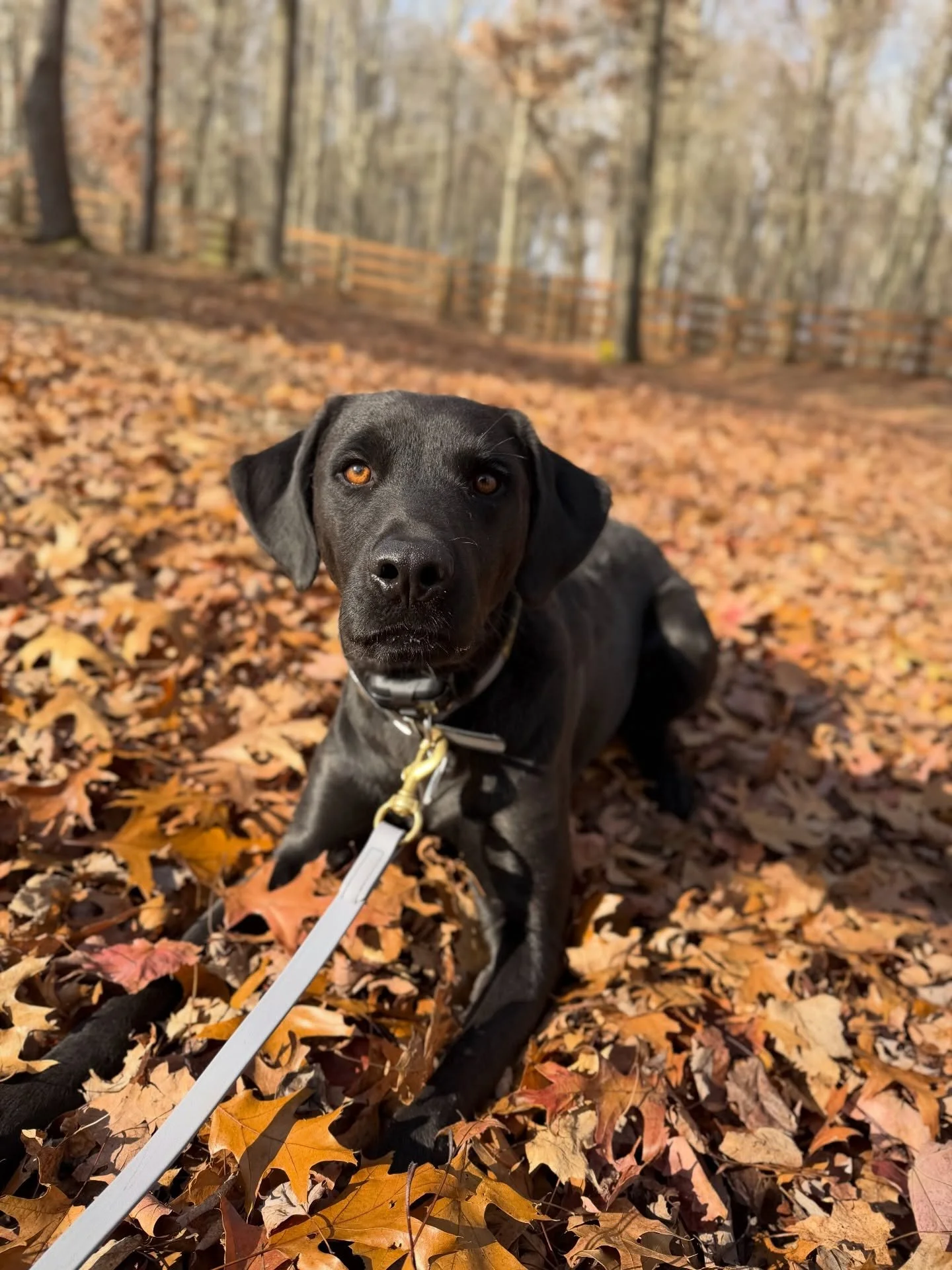 Our newest recruit has settled in wonderfully! Jett has such a kind soul &amp; he has been a joy to work with. Can&rsquo;t wait to help him find confidence &amp; security as he steps into his next chapter of life. ❤️