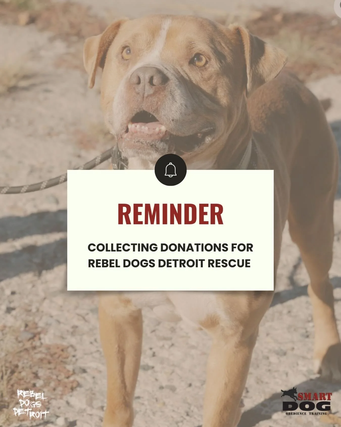 REMINDER!

Smart Dog is still collecting donations for Rebel Dogs Detroit this holiday season. If you&rsquo;d like to help, here&rsquo;s everything you need in one place:

Items Needed:
&bull; treats &amp; chew bones
&bull; dog food
&bull; toys &amp;