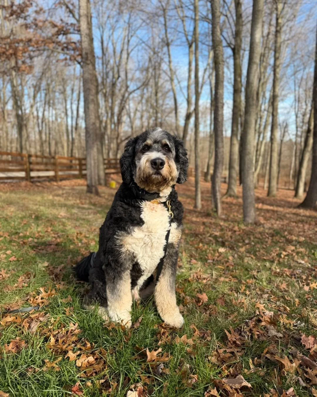 Long time no see, Tucker! This handsome fella is here with his puppy brother, Charlie. Tucker&rsquo;s done a great job teaching him the SDO way! ❤️🐾