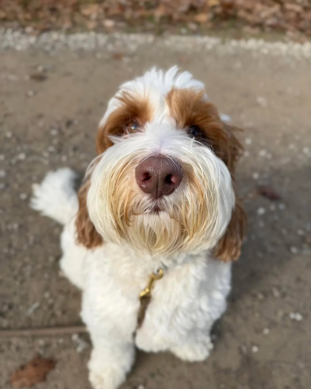 Welcome back Rafa! You&rsquo;re happy to be here &amp; we&rsquo;re happy to have you! ❤️🐾