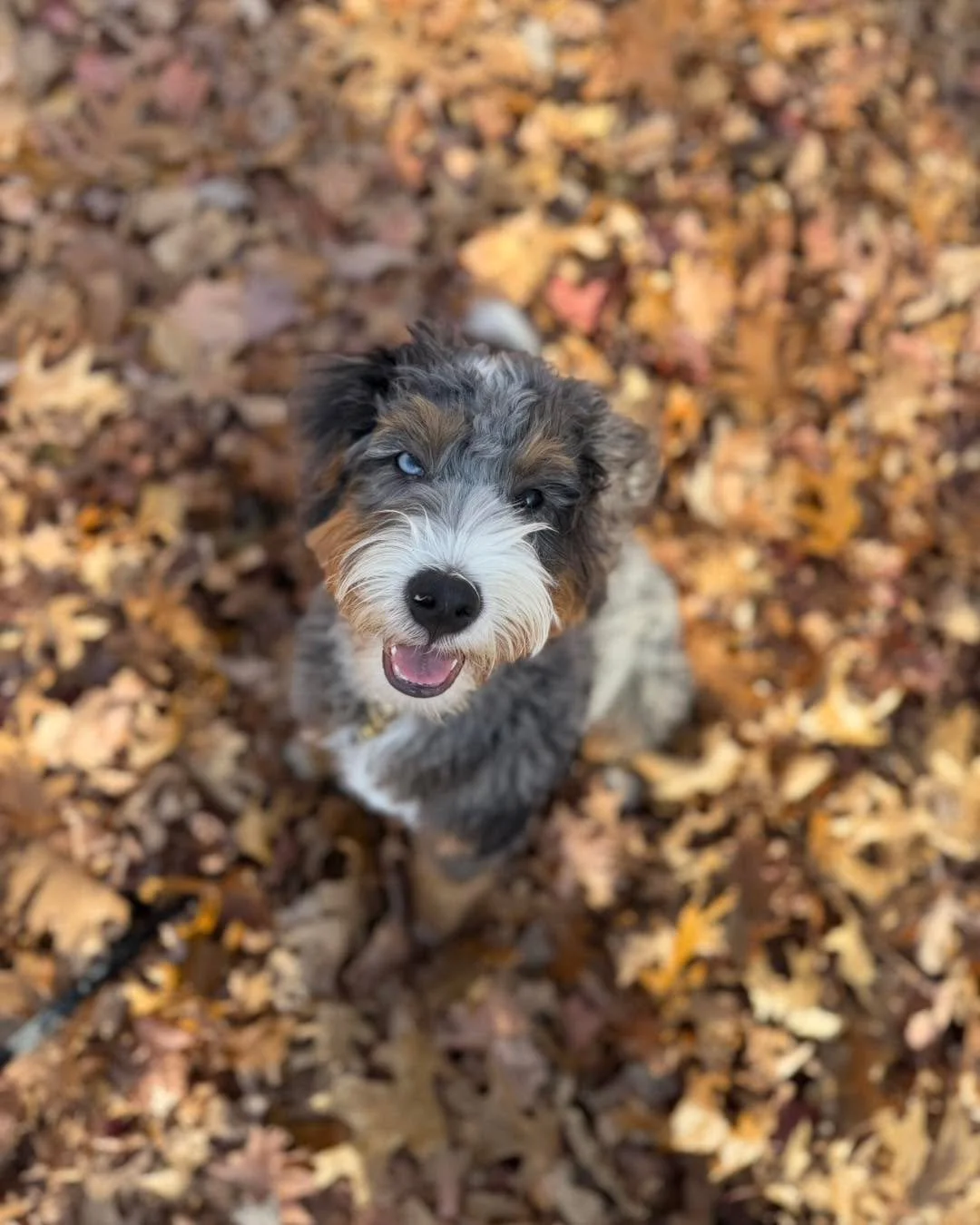 Meet Charlie! Not only is he absolutely adorable, but he&rsquo;ll also be joining our Board &amp; Program to follow in the footsteps of his brother, Tucker. We can&rsquo;t wait to watch this boy grow! ❤️🐾