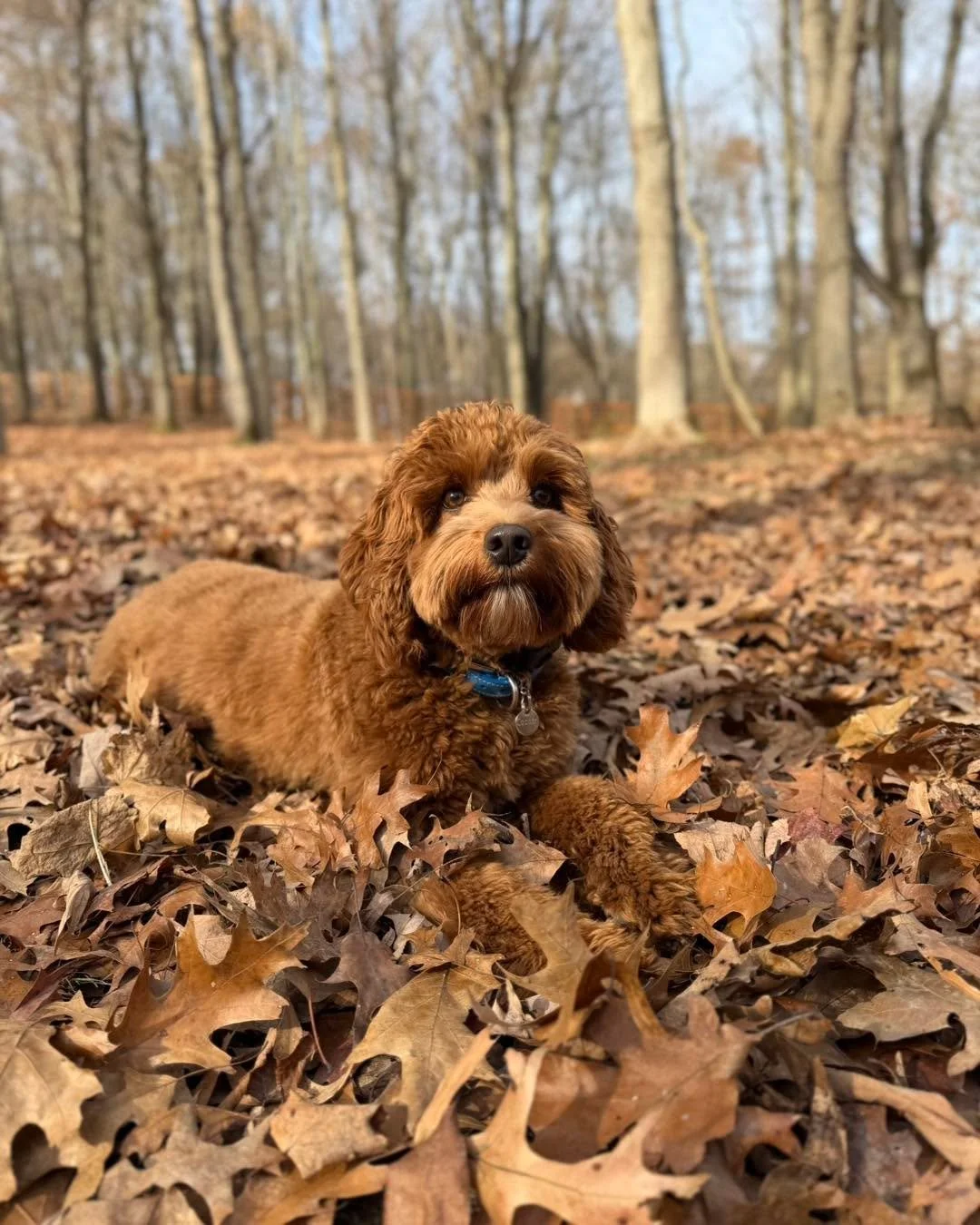 Cooper is back for boarding! We are loving our time with him more than he loves the leaves! 🍁🐾