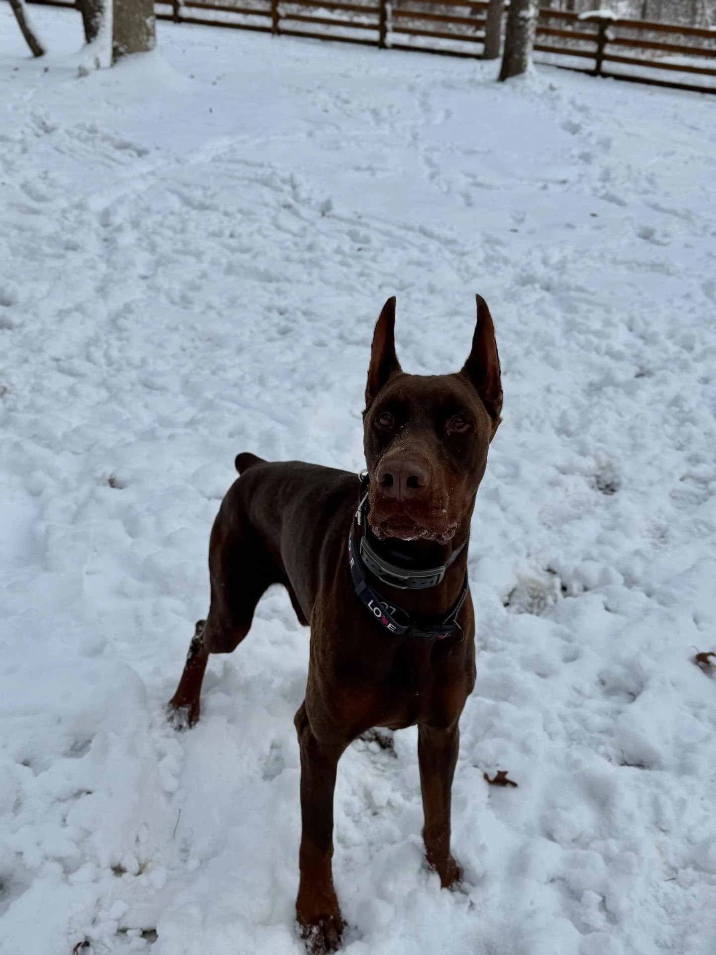 It was my truest pleasure to get more time with Rudy!  His working dog ethic is what I love most! See you soon Babyman🎄