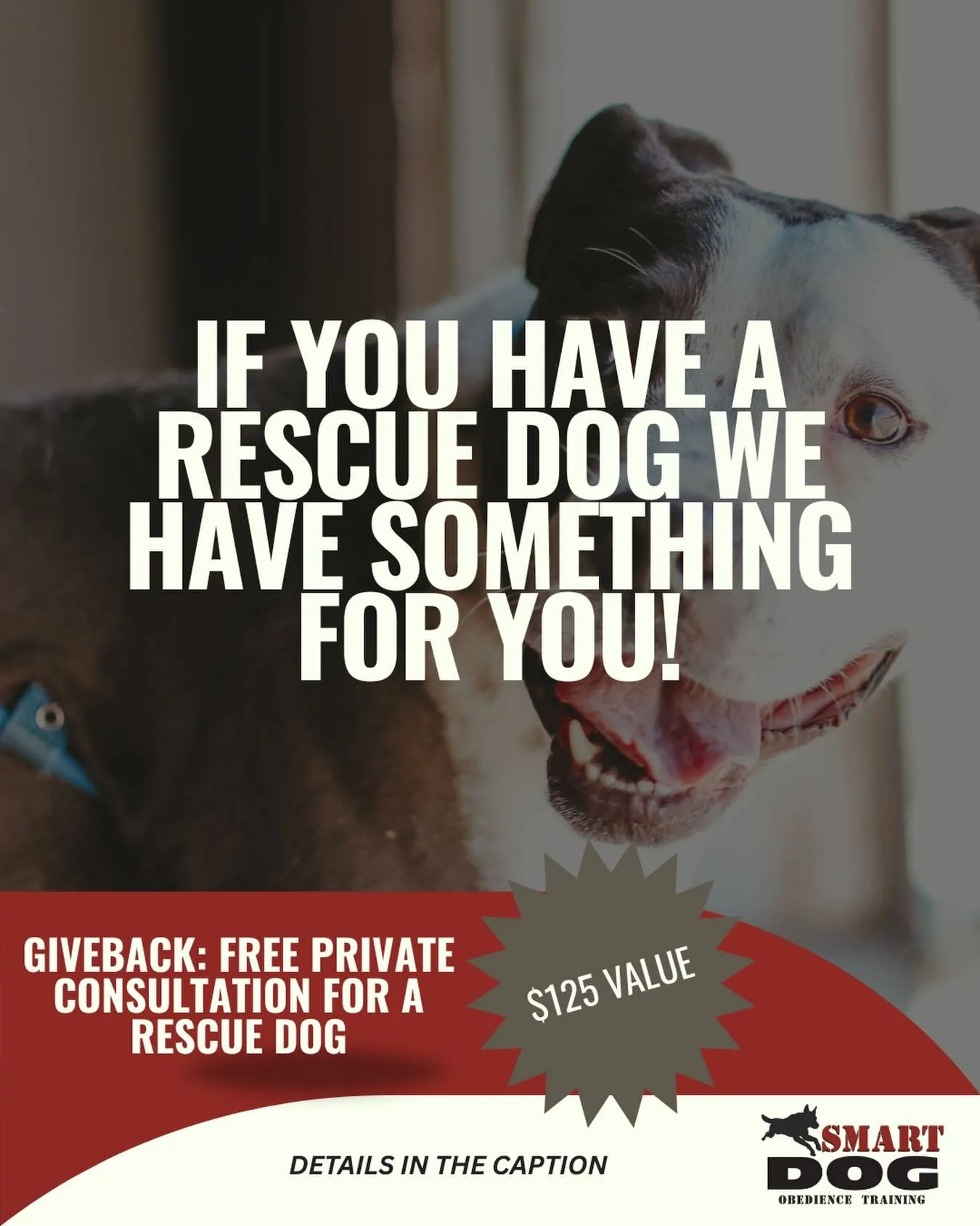🎁RESCUE DOG OWNERS, SMART DOG IS HERE FOR YOU 👇🏼

Each month, Smart Dog will be selecting one rescue dog to receive a Private Rescue Consultation, a $125 service, completely free of charge.

If your dog is struggling with challenging behaviors, or