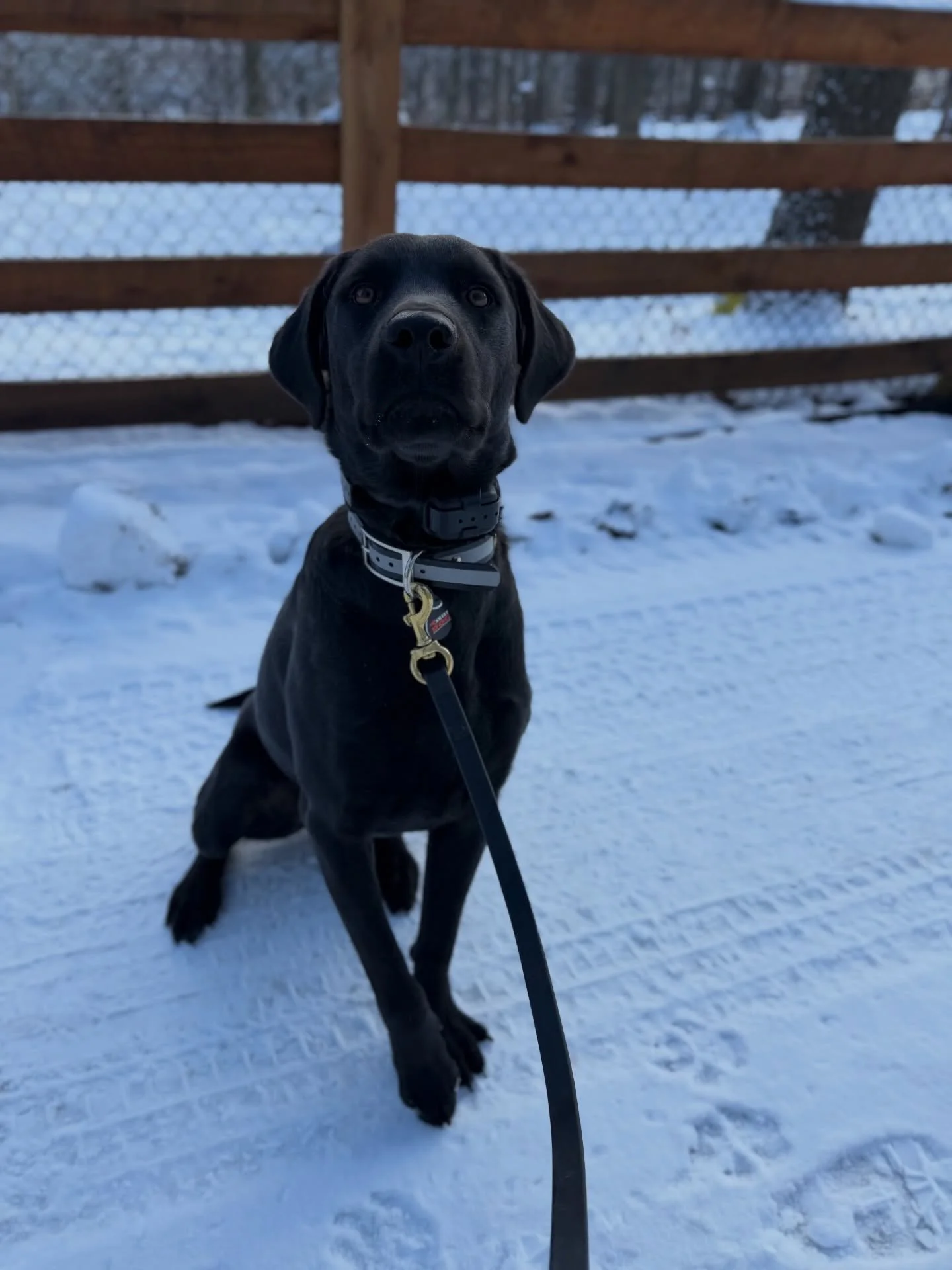 This week&rsquo;s goal for Jett is learning the foundation of his proper leash walking commands. It&rsquo;s only day 2 &amp; he&rsquo;s picking it up quick! 🐾