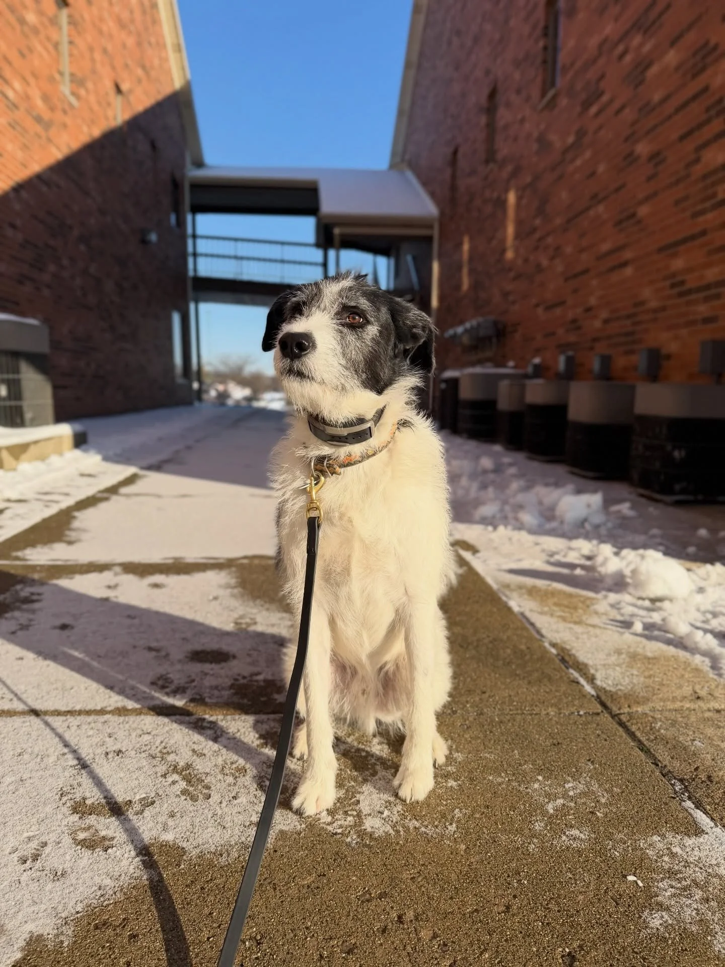 Can&rsquo;t go wrong with a post-outing sweet treat! Kenzo&rsquo;s hard work is paying off! ❤️🐾
