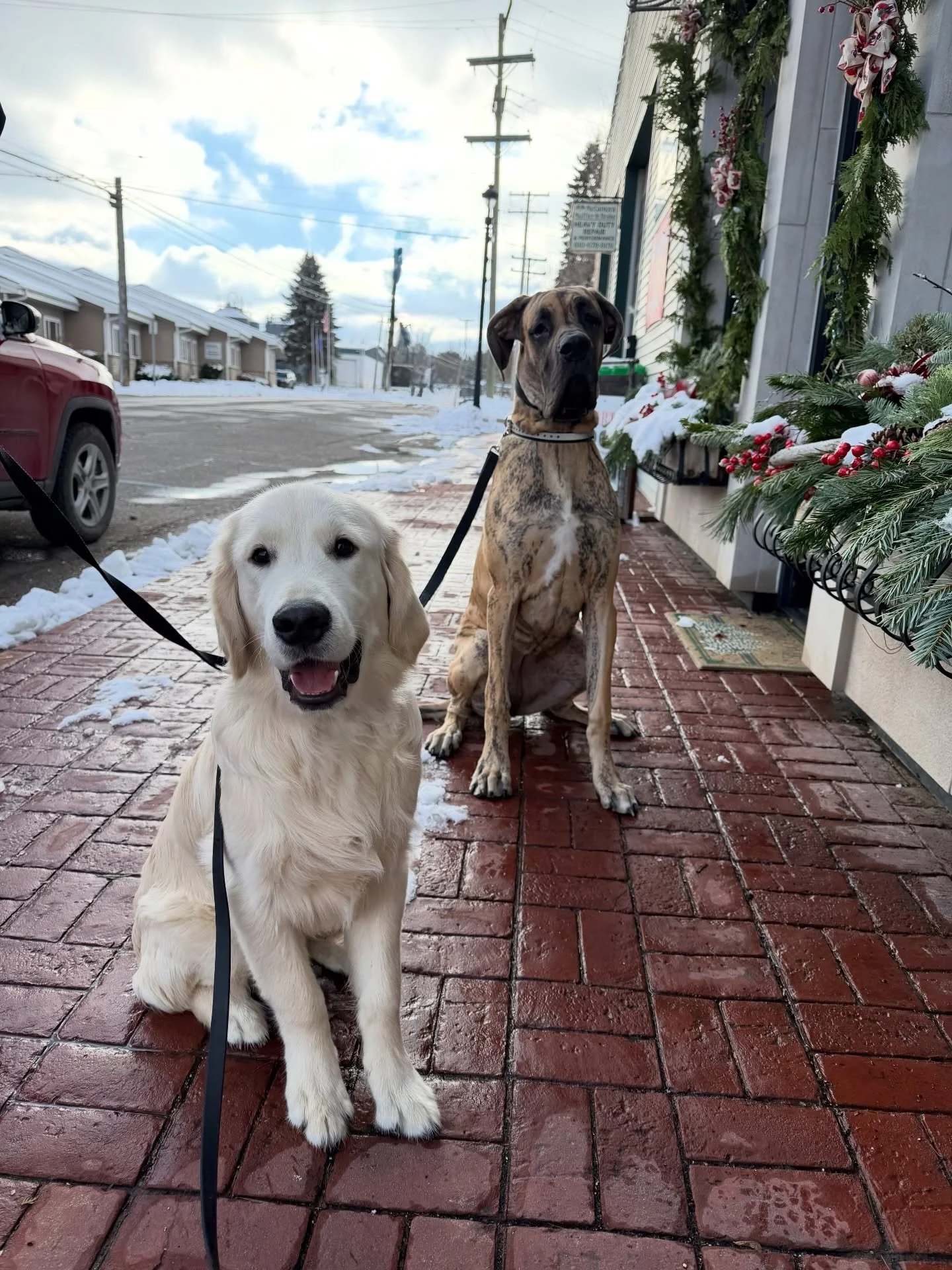 Successful first outing with Gypsy &amp; Tucker! 🐾