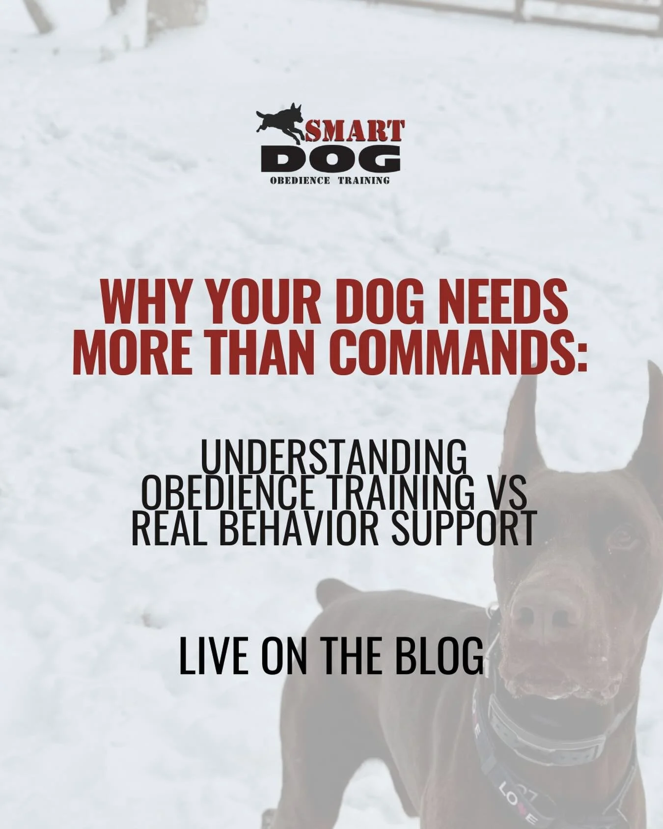 Commands matter, but they&rsquo;re not the whole story for a dog.

Real training looks at behavior, confidence, and how your dog handles the world, not just how well they can sit or stay.

Our newest blog post is now live and dives into the differenc