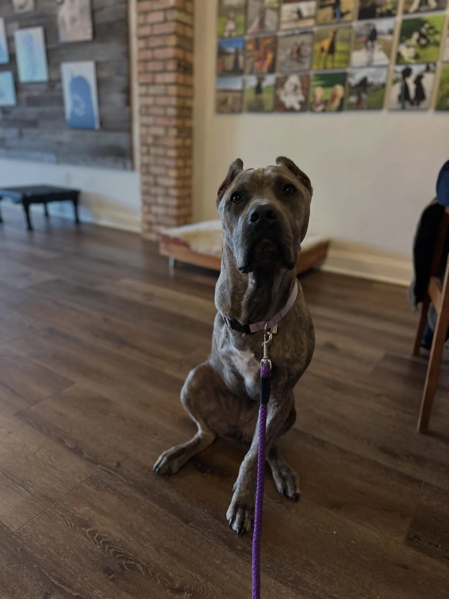 I would like to introduce you all to Mia and share her story. She is a 9 m/o Cane Corso who has a very bad and sad start. Abused, starved, possibly a bait dog and left in a crate all the time like a prison rather than a den for safety.  Due to infect