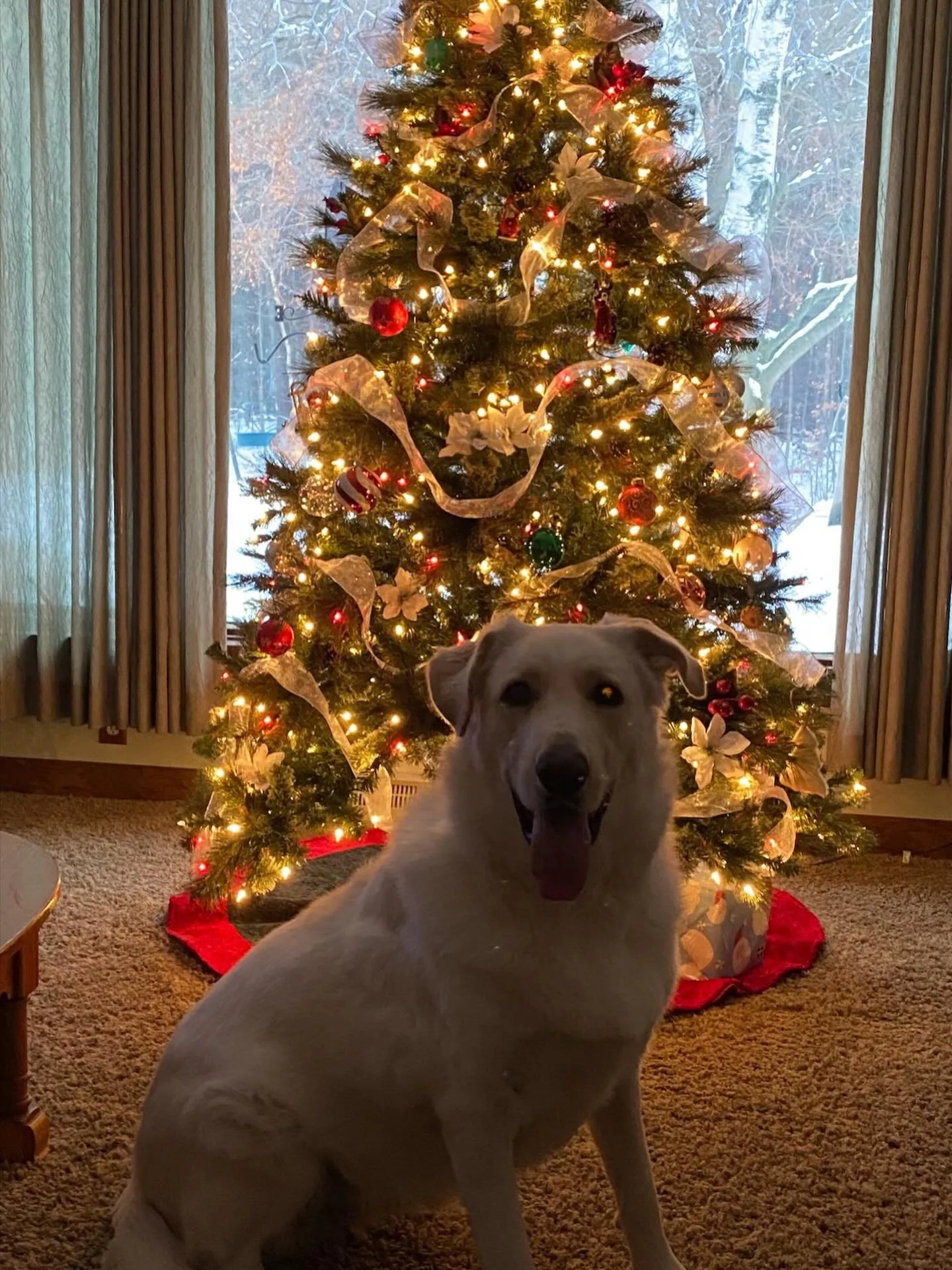 You all remember Slinky right?  The rescue that we gave a free beginner series to upon her adoption.  Well here she is now living her best life in her forever home with her forever family.  Her Mom just updated me with this photo.  It warms my heart 