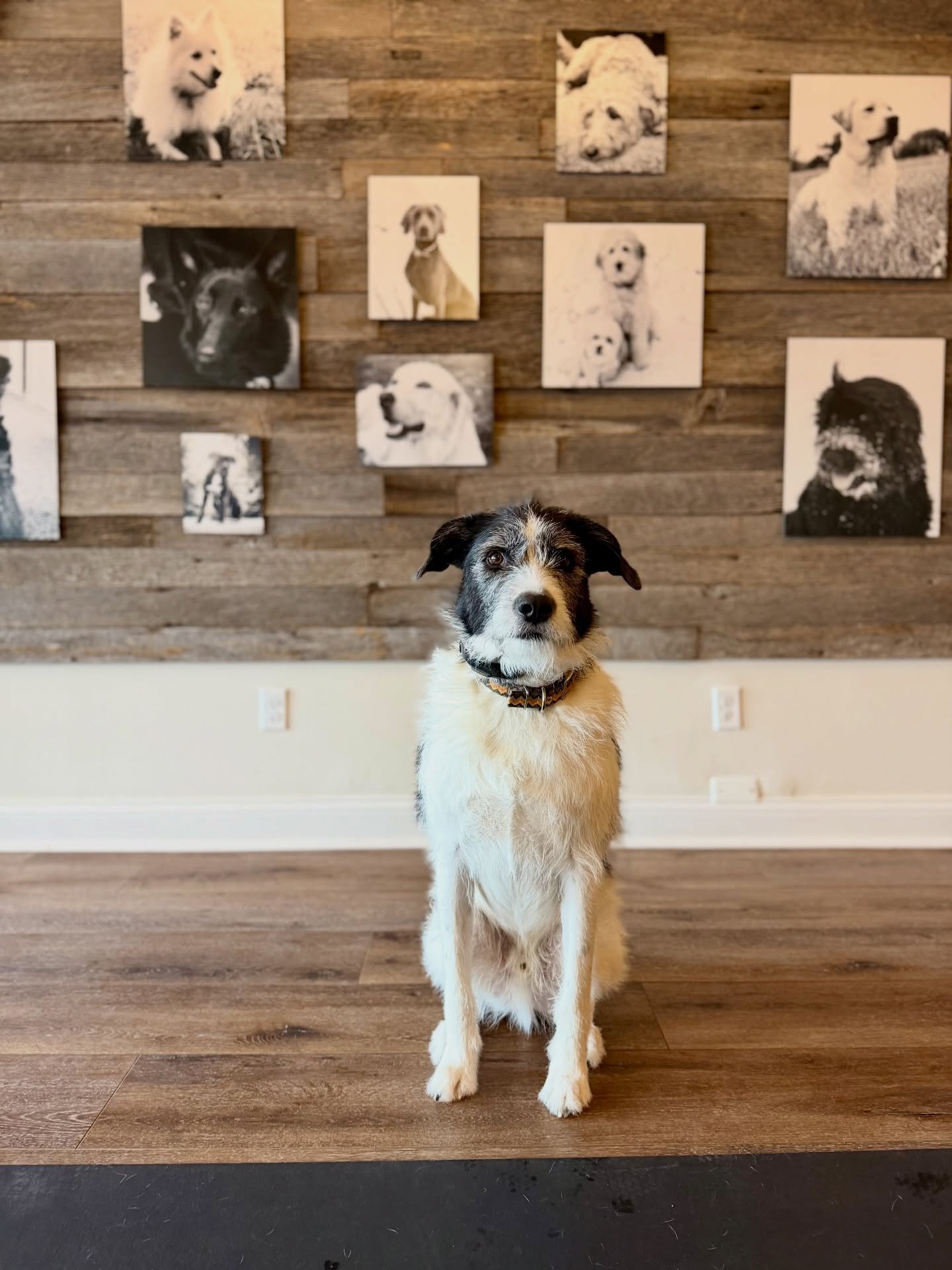 Congratulations Kenzo! You graduated the Off-Leash Board &amp; Train Program with flying colors! We&rsquo;ve loved watching you progress through the past weeks. Your newly instilled safety logic pairs perfectly with your strong-willed self &amp; natu