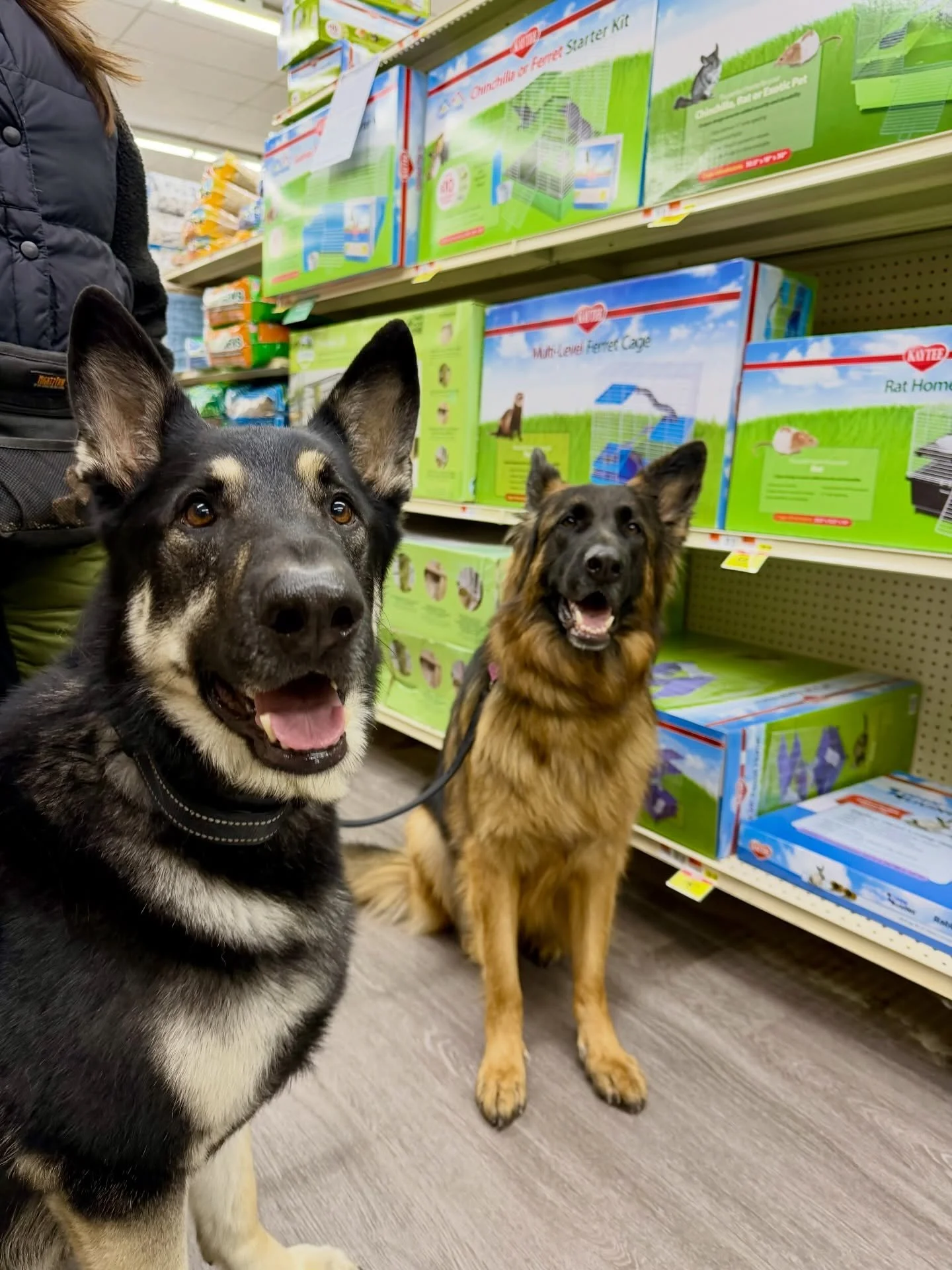 Kicked off our Holiday Board &amp; Train with some shopping at the good ole PSP! Looking forward to the festive week ahead with Peaches (Britany Spaniel), Rudy (Doberman), Zoie (long-coat GSD), &amp; Zuki (GSD)! 🎄❄️