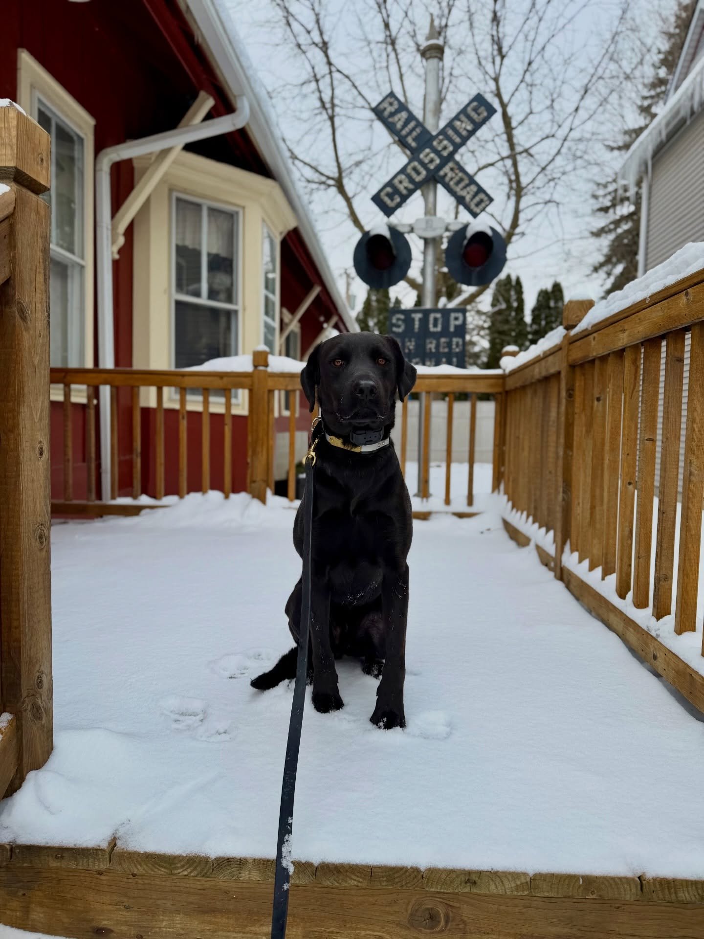 Out &amp; about with Jett 🐾❄️