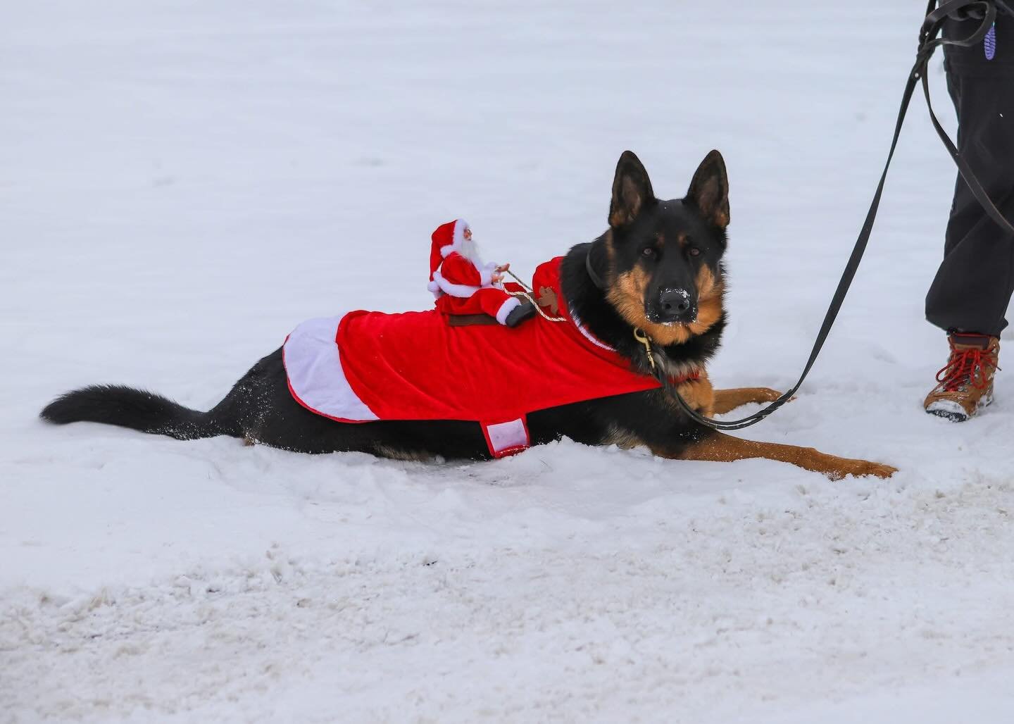 Just a glimpse of the Wassail Parade we led through the Village of Metamora!  It was a true pleasure to celebrate this holiday tradition with the Smart Dog Families! Photo credit to Hailey Brooks Photography.