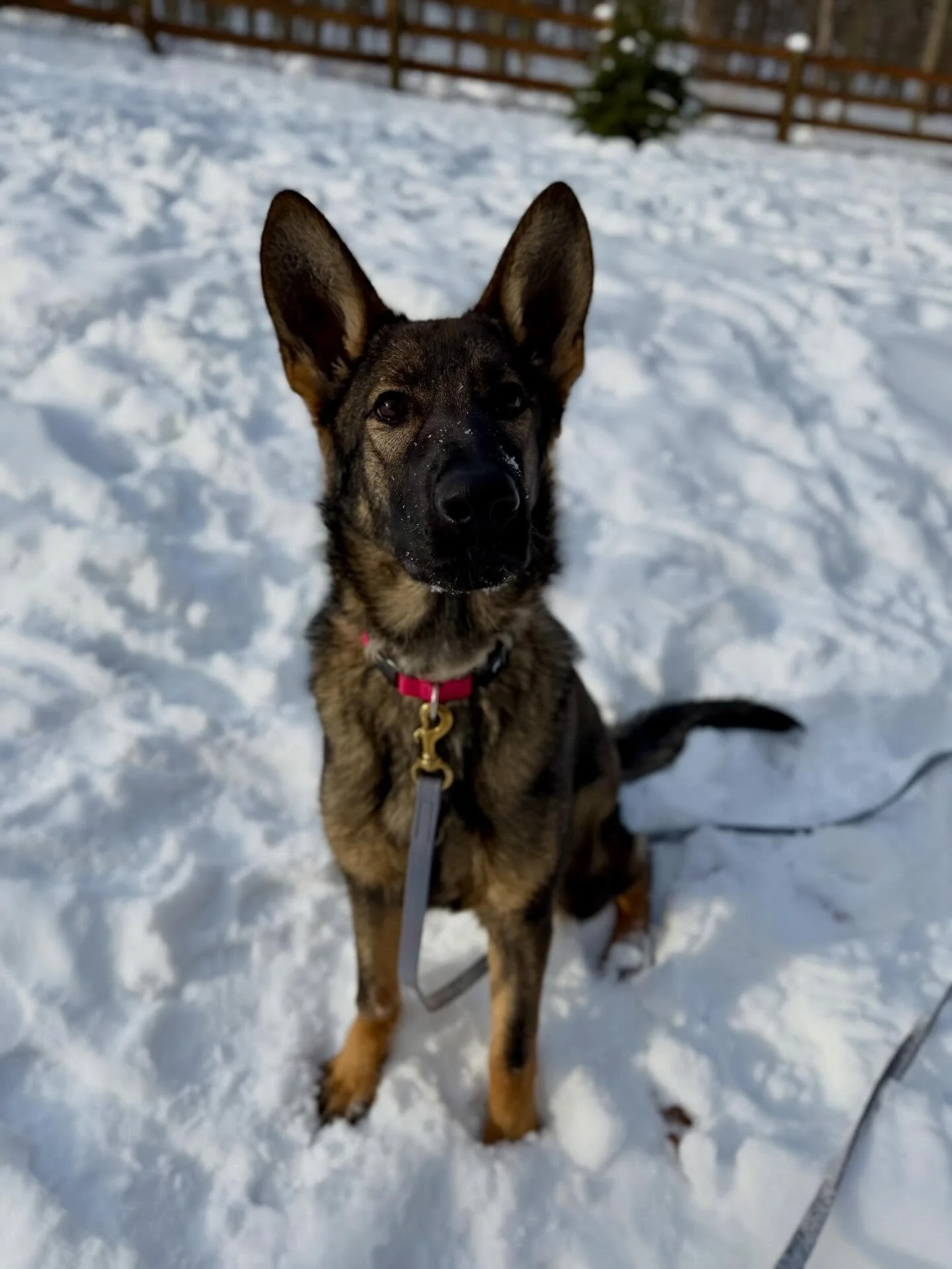 Dolce❤️My new girl is amazing!  So well balanced in temperament and eager to learn and work. She has joined up with my other two GSDs beautifully and we feel so grateful to have her❤️Thank you Black Kraken K9! She has a big future and great life ahea