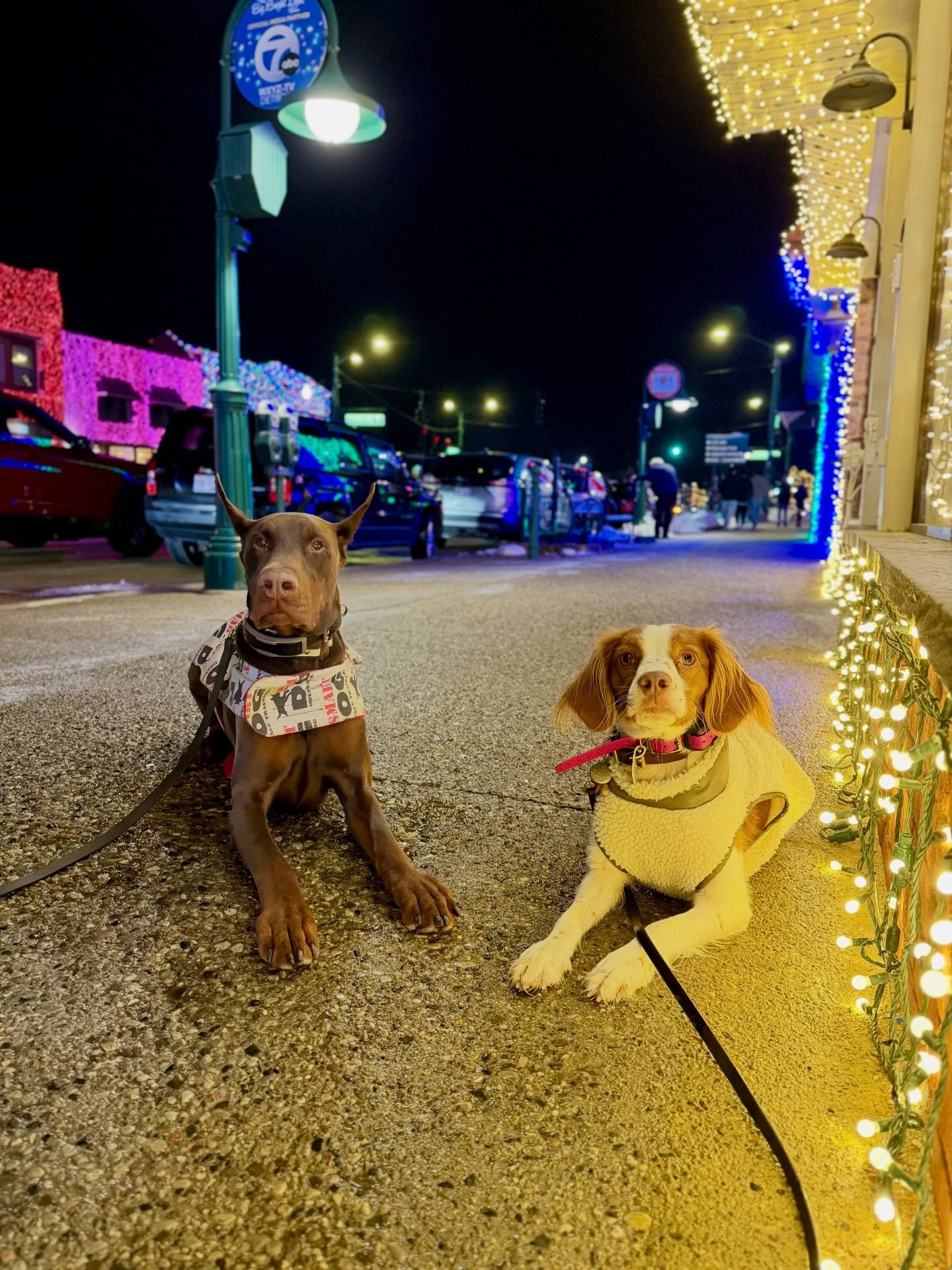 Ho-Ho-Ho! We went to the Rochester light show! Traffic, people, sights, &amp; sounds, there were all sorts of distractions around. No dog was phased &amp; all were praised, they&rsquo;ll get a good nights sleep after such a great day! 🎄❤️