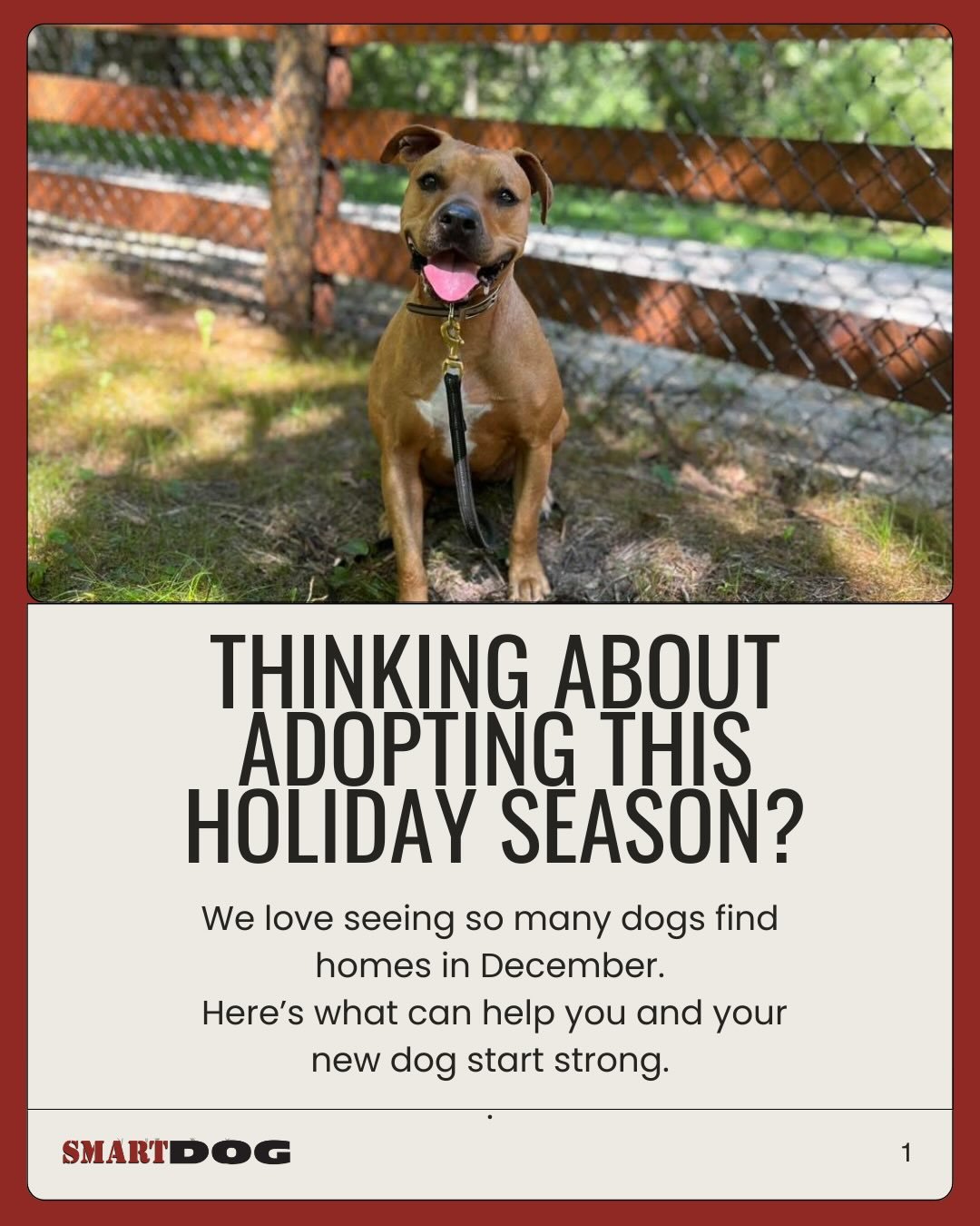 Thinking about adopting a dog this holiday season? December is one of the most common months for dogs to find new homes, and starting off on the right foot matters!

Adoption is exciting, but it also comes with big changes for your new dog. New envir