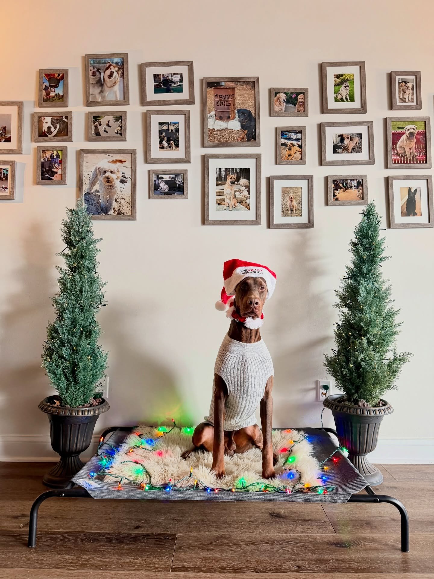 Holiday photoshoot! 📸🎄 
You might think this training session entailed working on their best angles, but it actually entailed great impulse control &amp; engagement. We had a great week with the holiday pack &amp; are very fortunate that we were ab