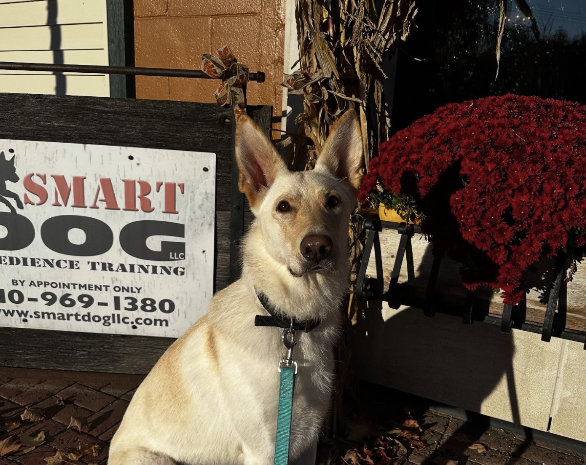 Why Real-World Training Matters More Than Basic Obedience Classes