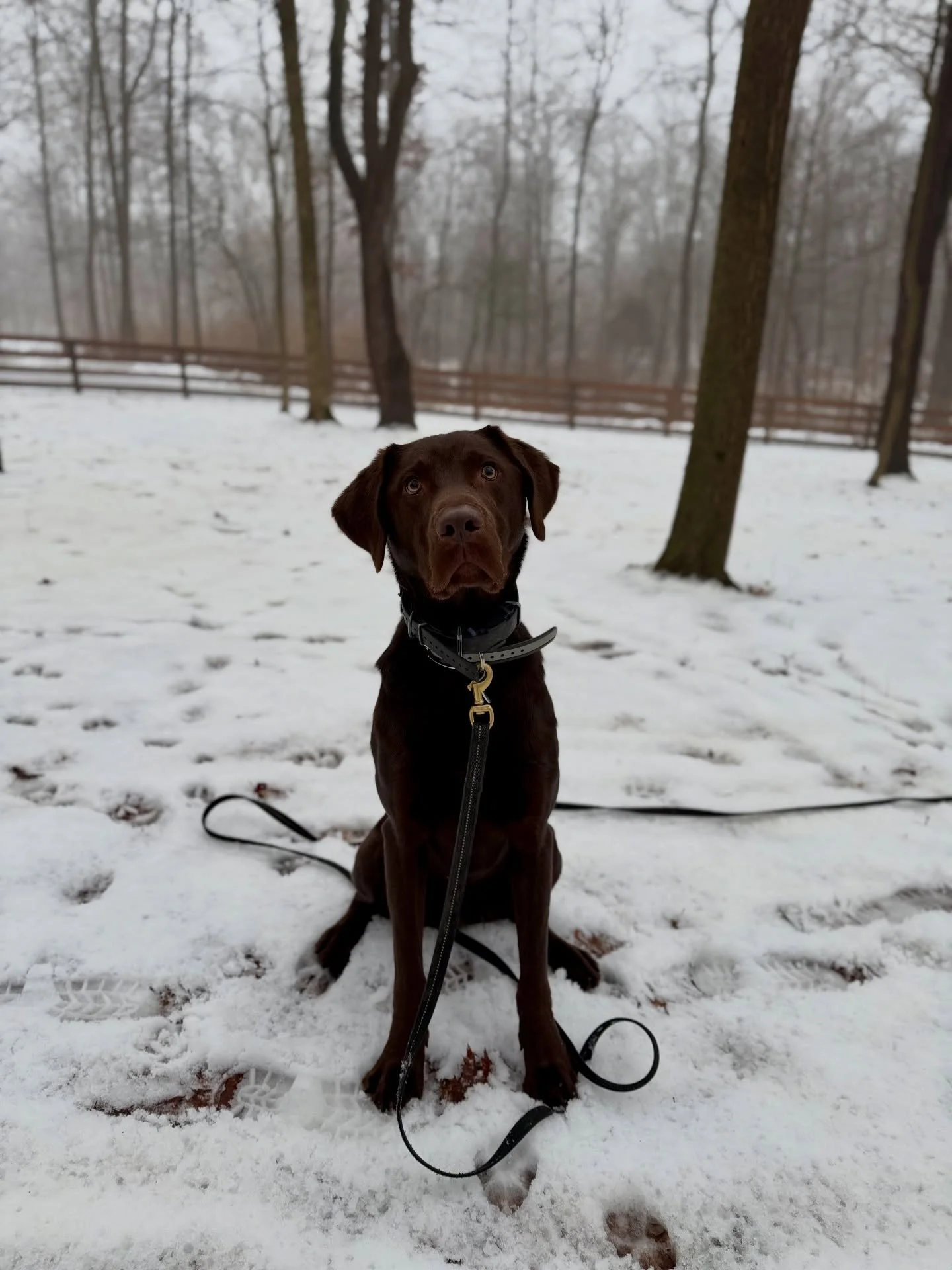 Welcome Levi to the Smart Dog pack! Looking forward to watching you transform into your best self! ❤️🐾