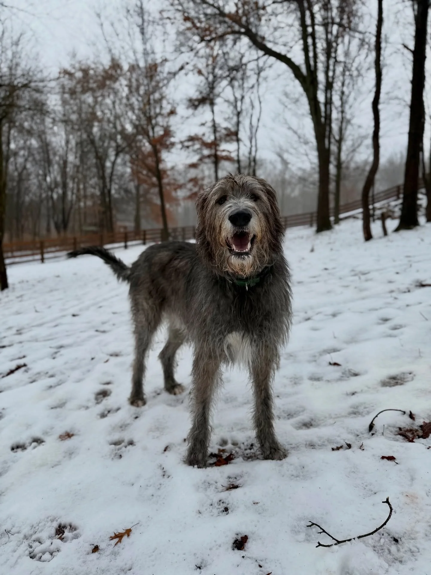 Happy to have you back Niall! He&rsquo;s truly the gentlest of giants. ❤️