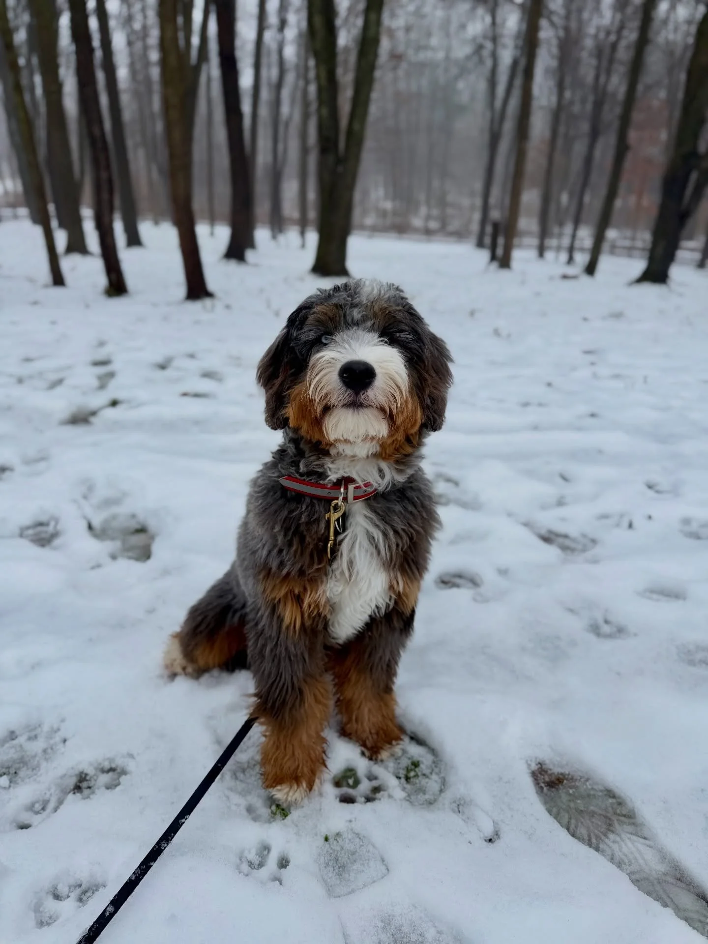 Charlie is back, but not for boarding! This handsome man is here to begin his journey in our Off-Leash Board &amp; Train program! 🐾❤️