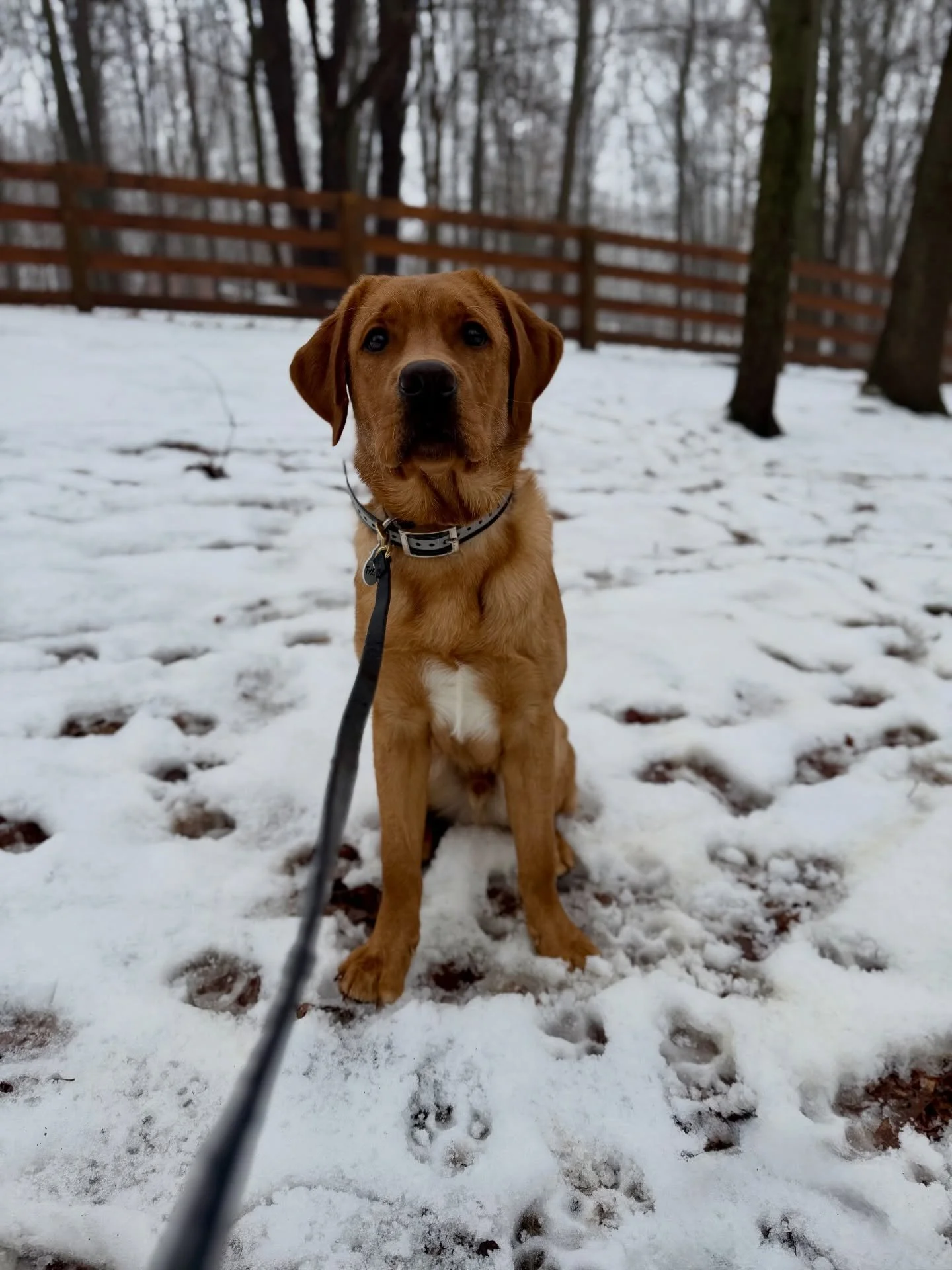Welcome Tucker to the Smart Dog pack! His big brother Cooper graduated 9 years ago, &amp; now Tucker&rsquo;s here to join in on the fun! ❤️🐾