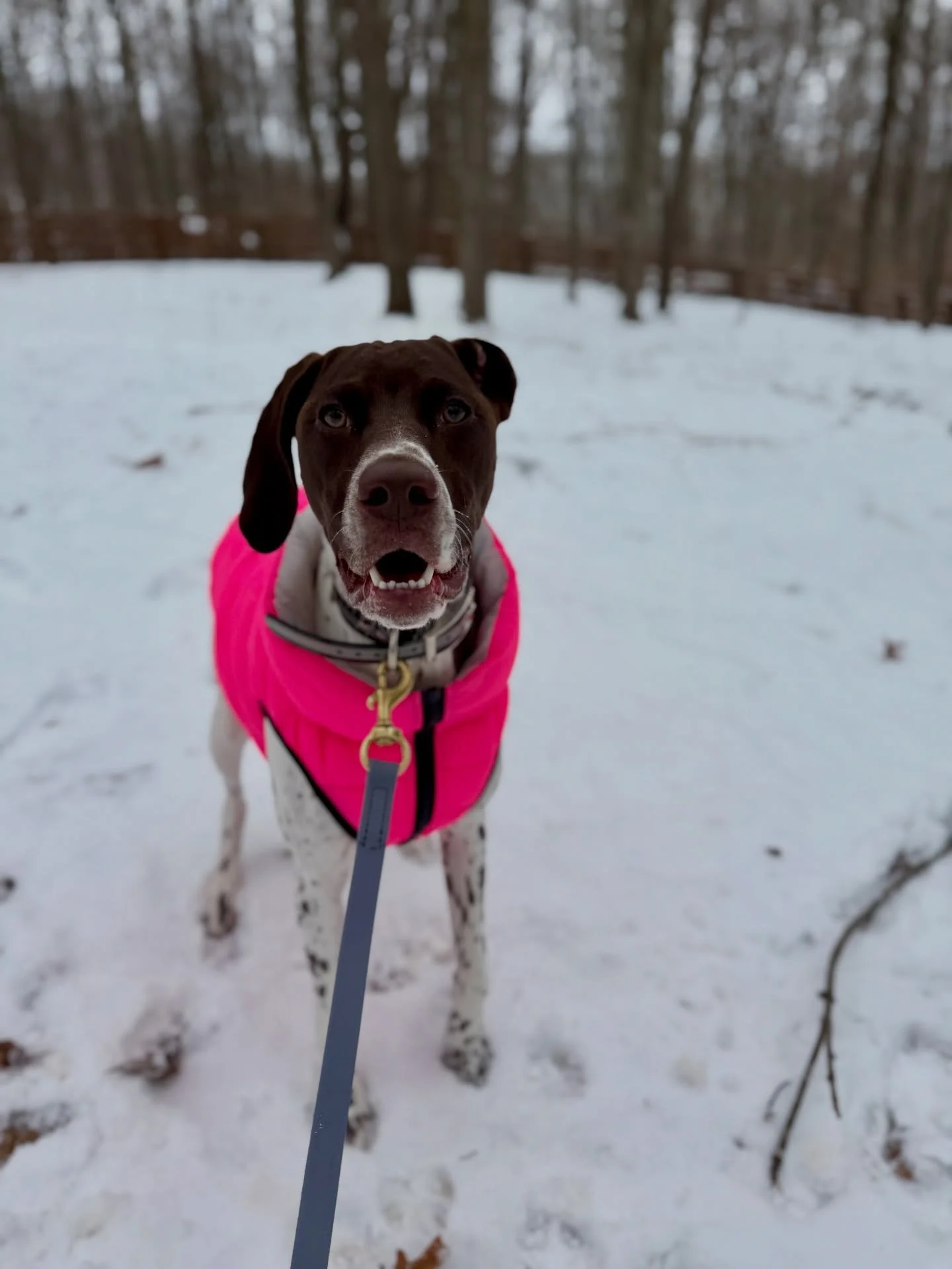 New student alert! Welcome Tilly! It&rsquo;s been too long since we&rsquo;ve had a GSP in the kennel ❤️