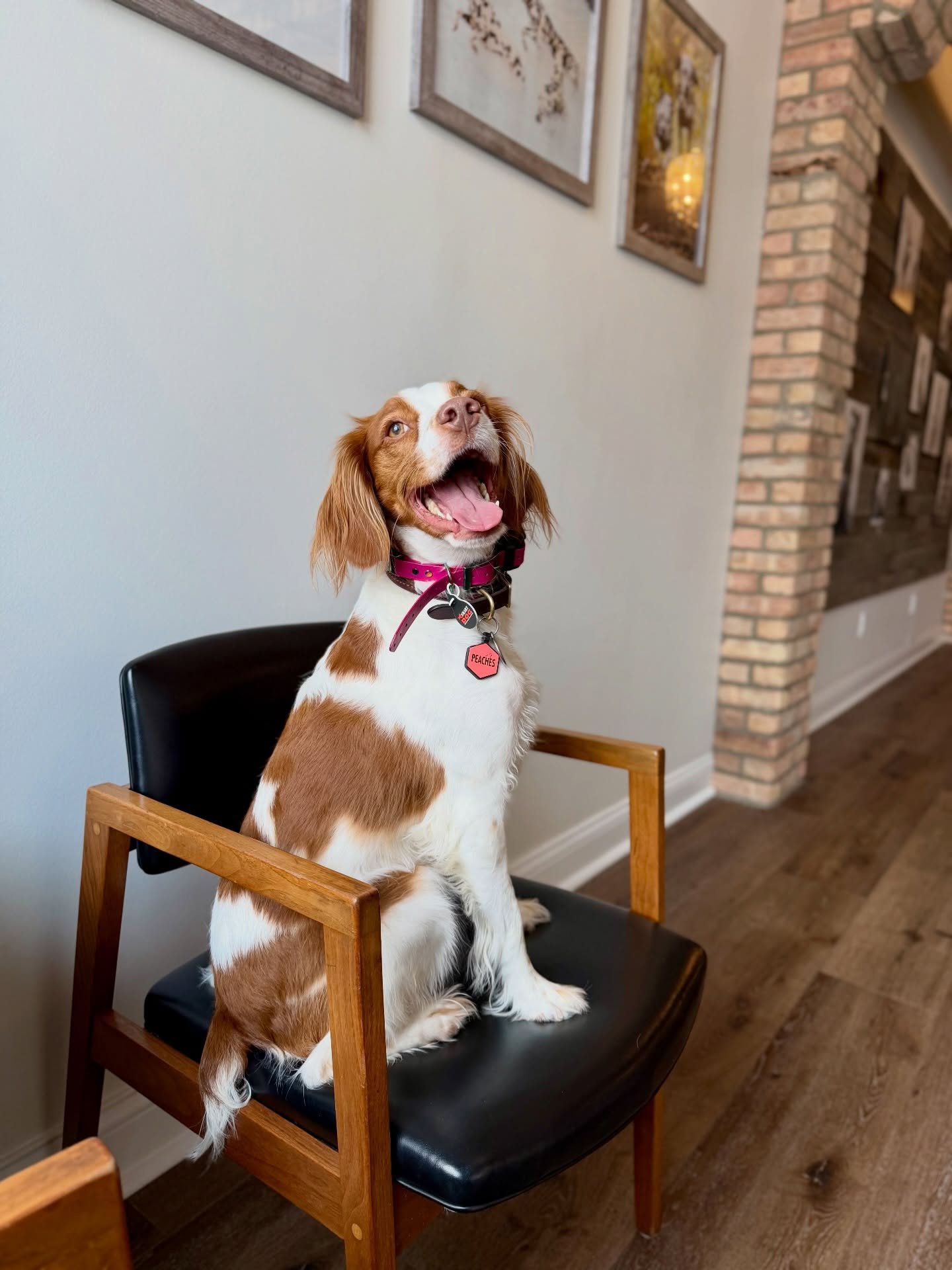 2 days too long since we&rsquo;ve seen Peaches! Wouldn&rsquo;t be a normal Day Train without her 🫶🏼
#DayTrain