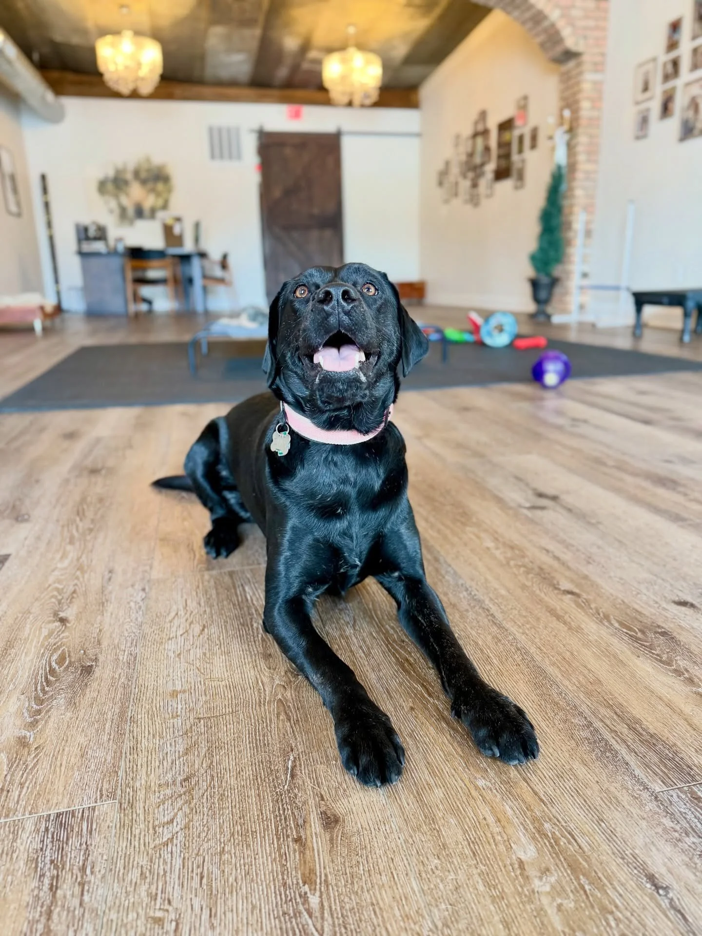 Welcome Onyx to the Day Train pack! We&rsquo;re so happy to have you 💜 #DayTrain