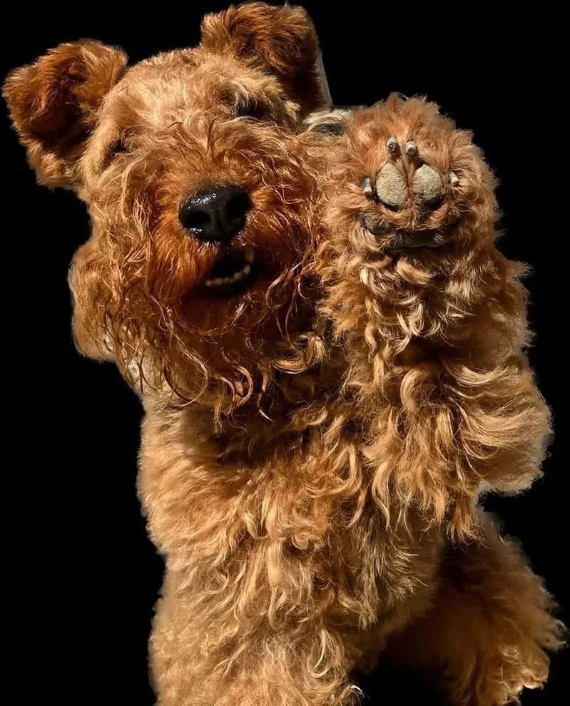 Help Rebel dogs help the dogs left out in the cold and suffering.