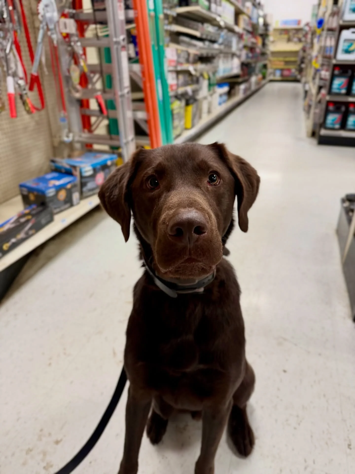 ✨LEVI✨
This week&rsquo;s goal: Apply his new training logic at a variety of indoor &amp; outdoor locations. Today&rsquo;s field trip was at Tractor Supply, &amp; yes, he was awesome!!