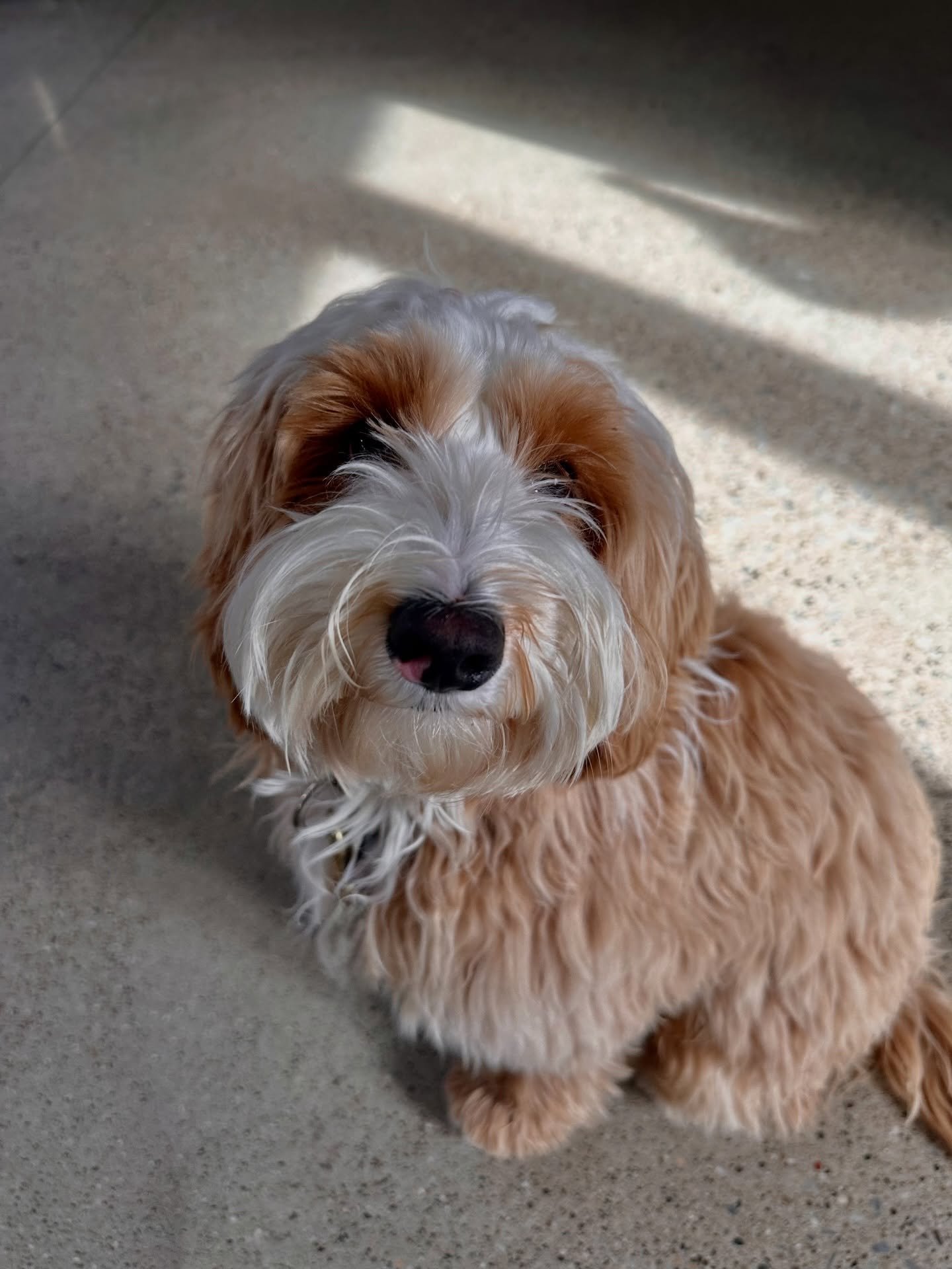 Welcome Biscuit to the SDO pack! This handsome dude is ready for the adventure of a lifetime! ❤️🐾