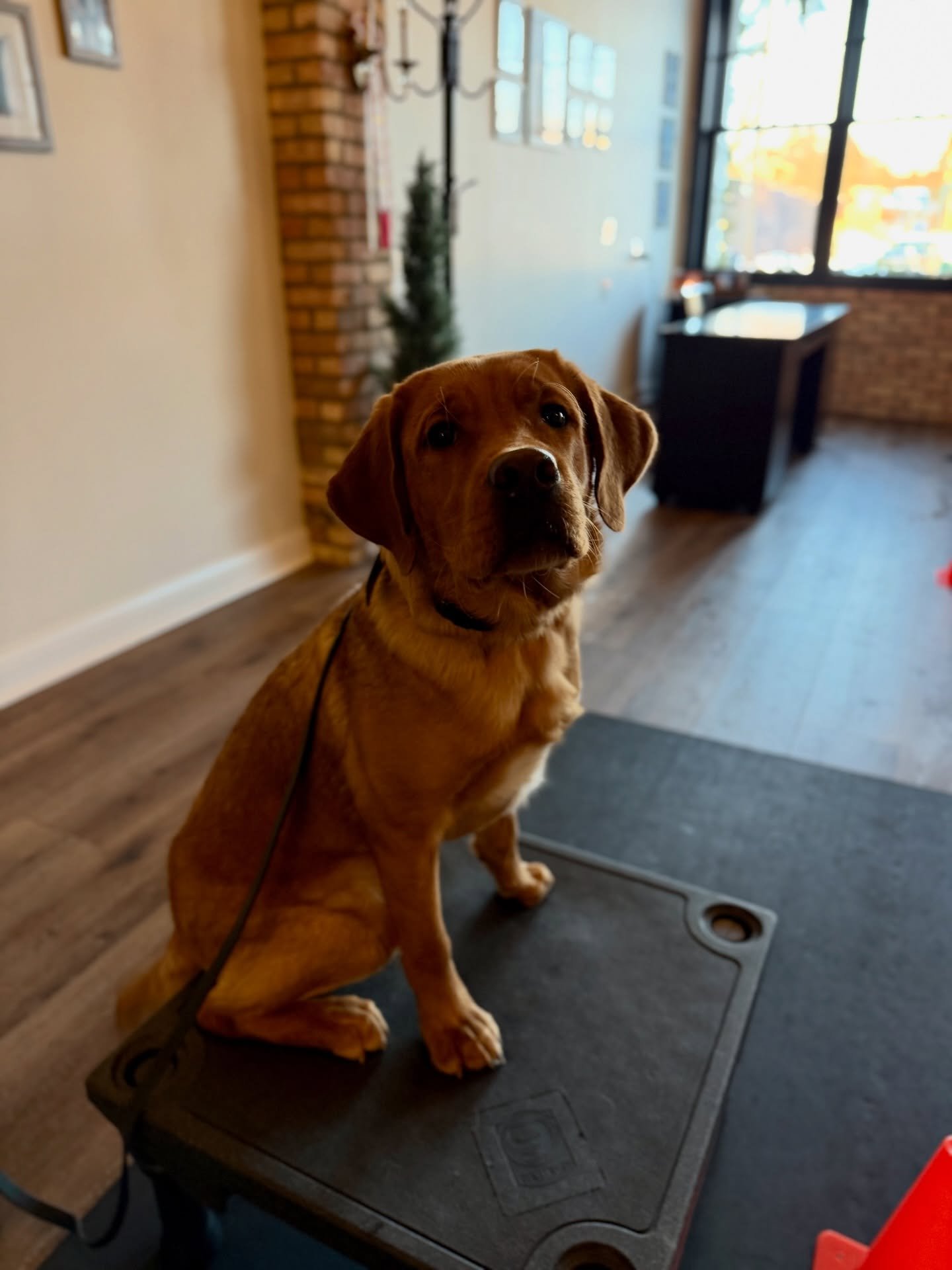 ✨TUCKER✨
This week&rsquo;s goal: Taking his training out &amp; about! He&rsquo;ll be working through new distractions &amp; applying his new logic in all different types of locations. Graduation is right around the corner!