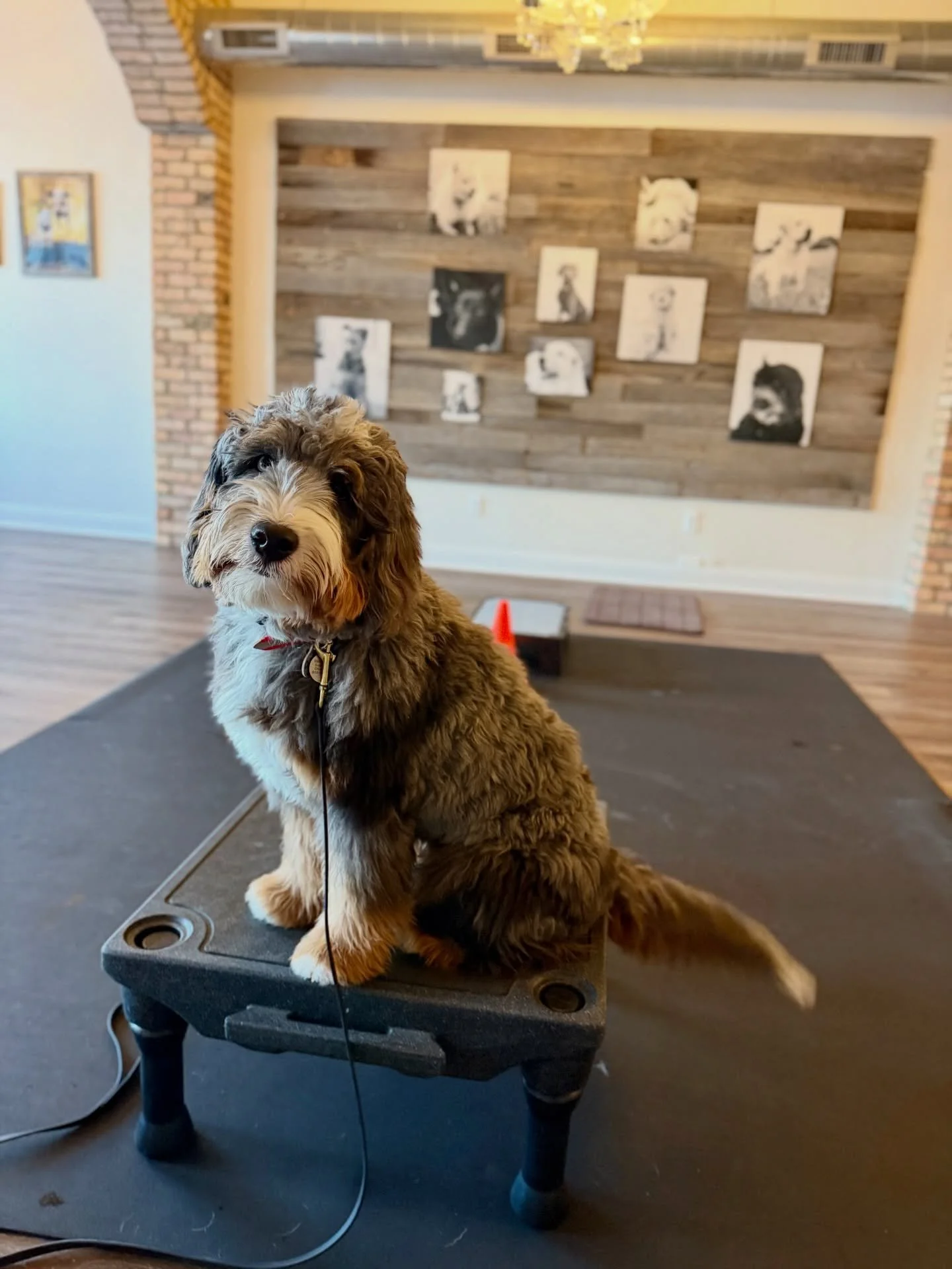 ✨CHARLIE✨
This week&rsquo;s goal: Real-world outings! It&rsquo;s time to apply his training at a variety of locations to teach him that his new logic goes everywhere with him. Graduation isn&rsquo;t too far off!