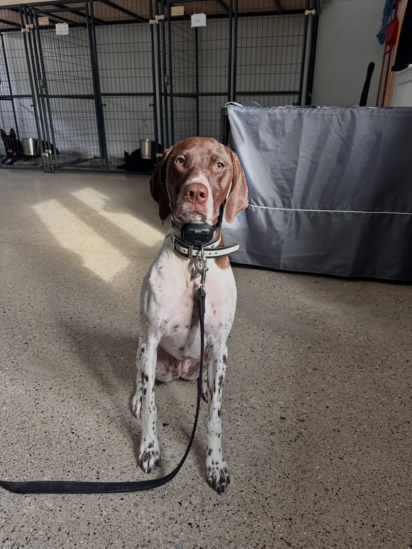 ✨TILLY✨
Goal&rsquo;s of the week: Solidify her understanding of her leash walking commands, heel &amp; easy. She&rsquo;s also continuing to strengthen her impulse control while under distractions!