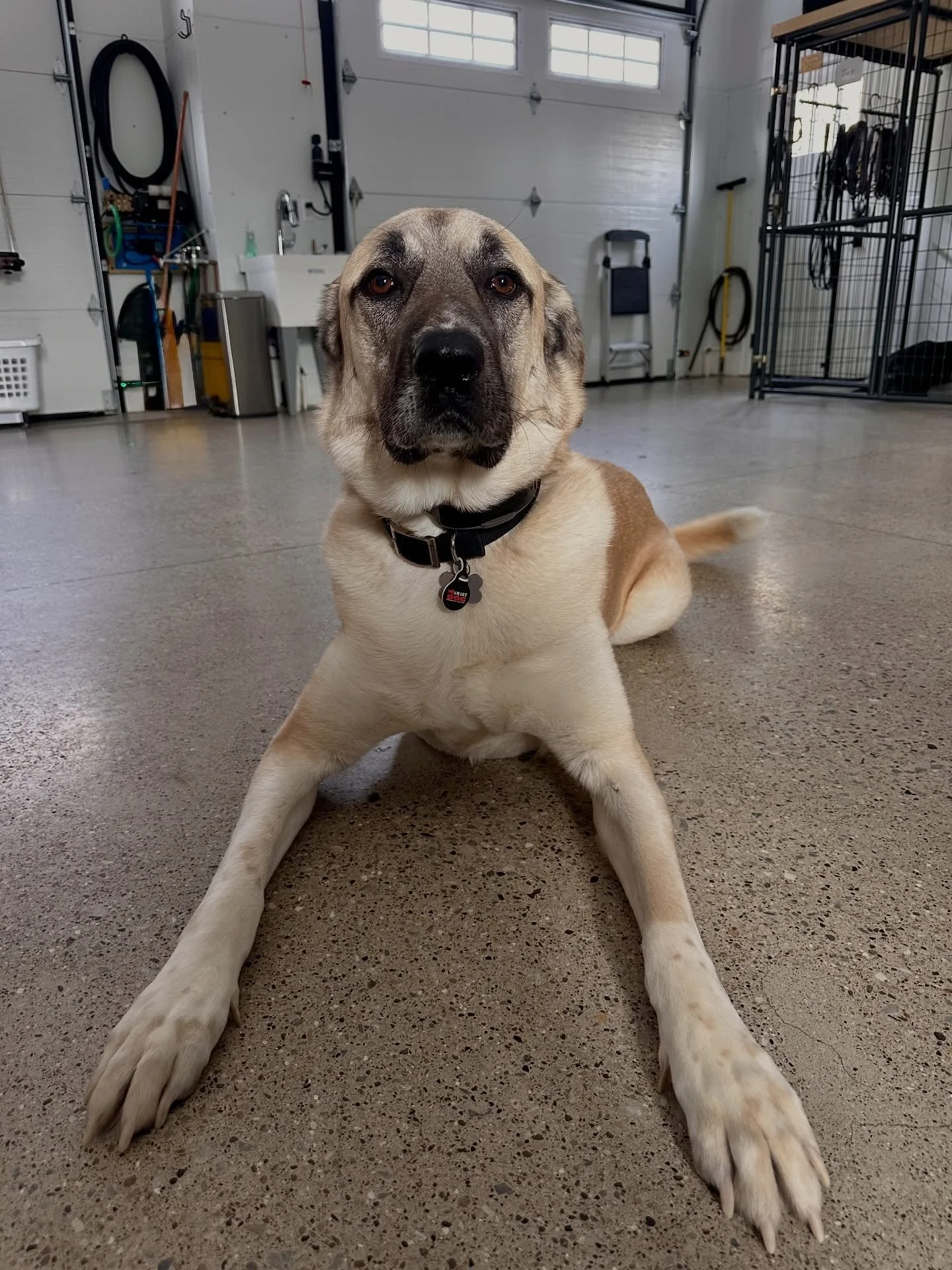 ✨JACK✨
Goal&rsquo;s of the week: Learn the foundation of his leash walking commands, heel &amp; easy. He&rsquo;s also continuing to gain confidence &amp; curiosity in unfamiliar sights, sounds, &amp; people.