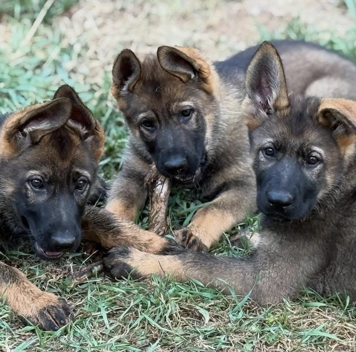 Training Starts the Day Your Puppy Comes Home