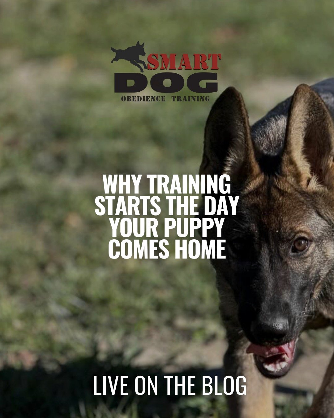 Early puppy training isn&rsquo;t about rushing commands or checking boxes.

It&rsquo;s about setting clear expectations, building engagement, and teaching calm from the beginning.

That foundation is what creates reliable behavior later.

Our newest 