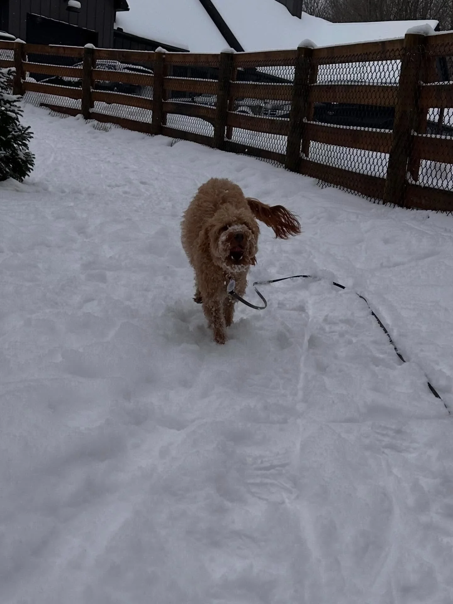Welcome Peanut to our Board and Train Program. This little girl, with the perfect name is here to get trained with her off leash skill set.  Off leash training may seem unattainable or unnecessary to some,  but it is crucial in keeping your dog safe 