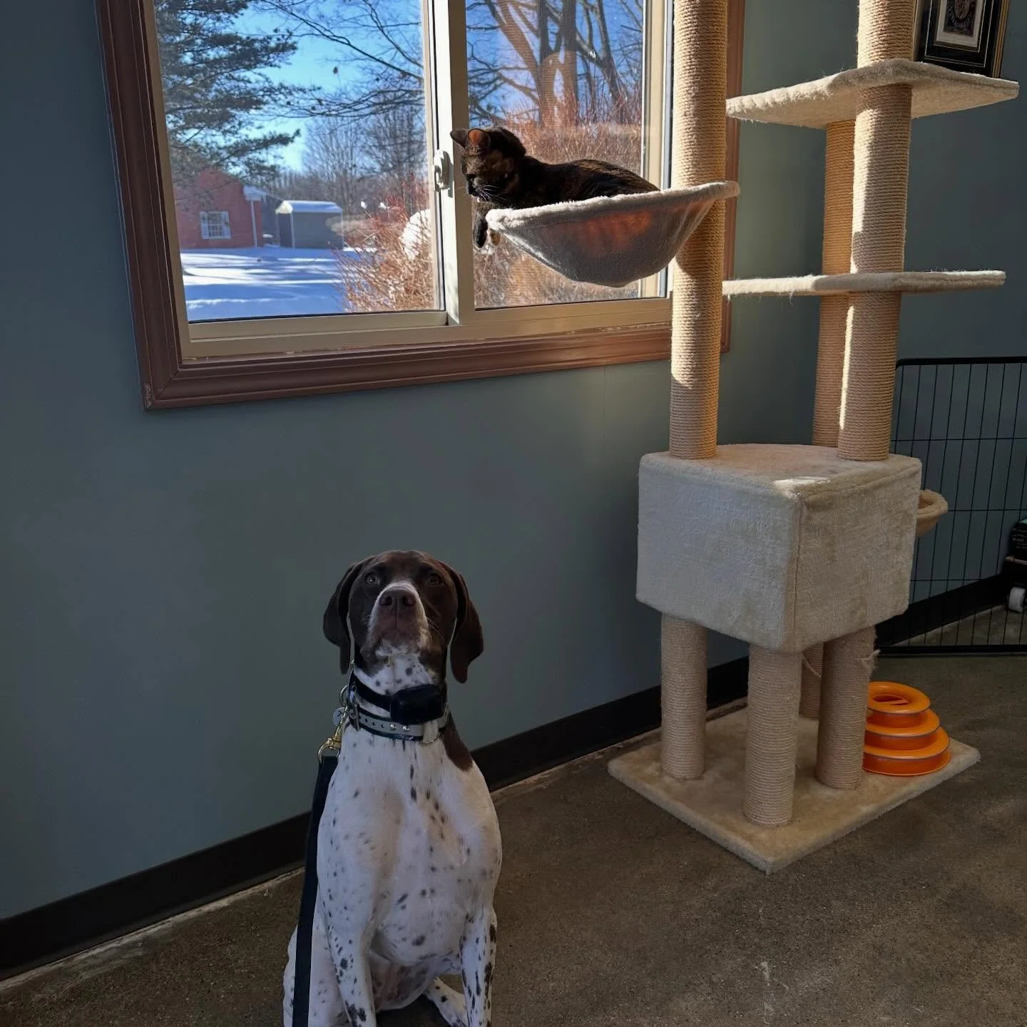 Tilly went to train at the train at the Vet too and she also was amazing! She was exposed to people, cats and the office itself, which presents lots of scents. She has been known to be nervous around new people and she took it all in stride.