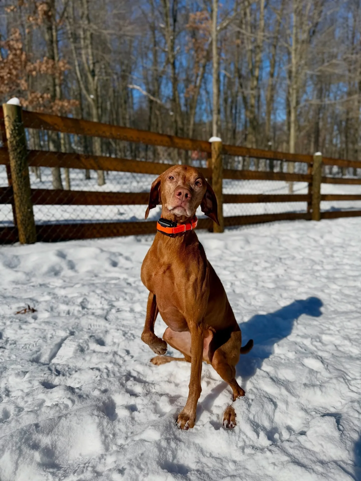 Zeppelin is back for some boarding!! Oh how we&rsquo;ve missed you! 🧡🧡